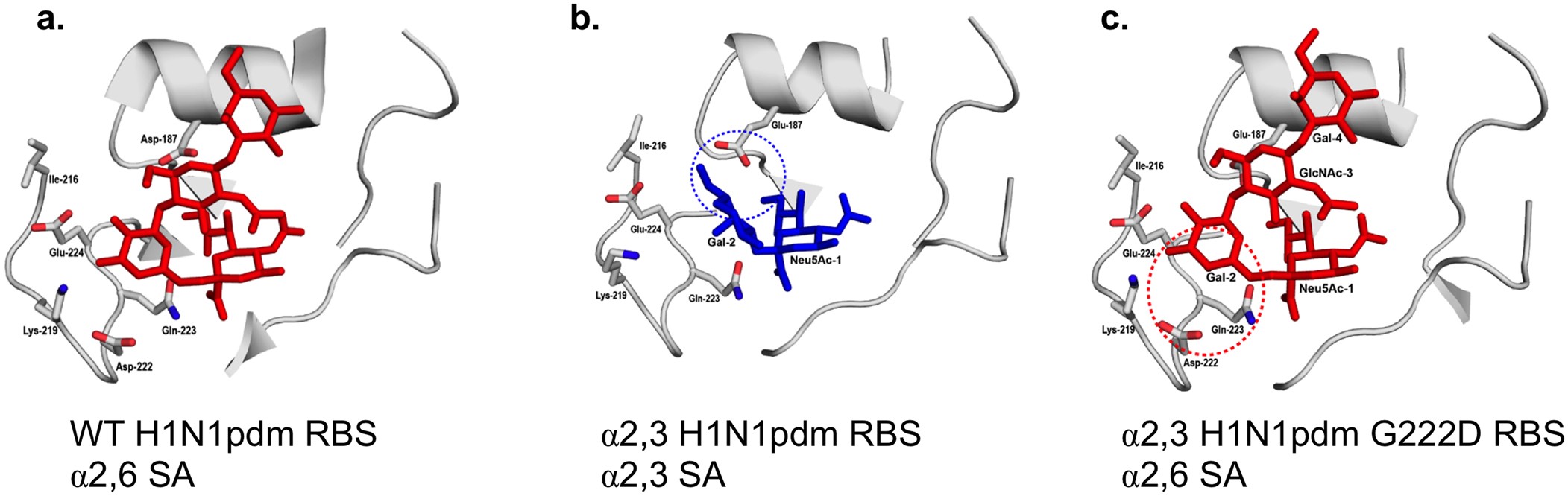 Extended Data Figure 1: Amino acids in the receptor binding site of the 2009 H1N1pdm HA that bind to α2,3-linked and α2,6-linked sialic acid glycan receptor.