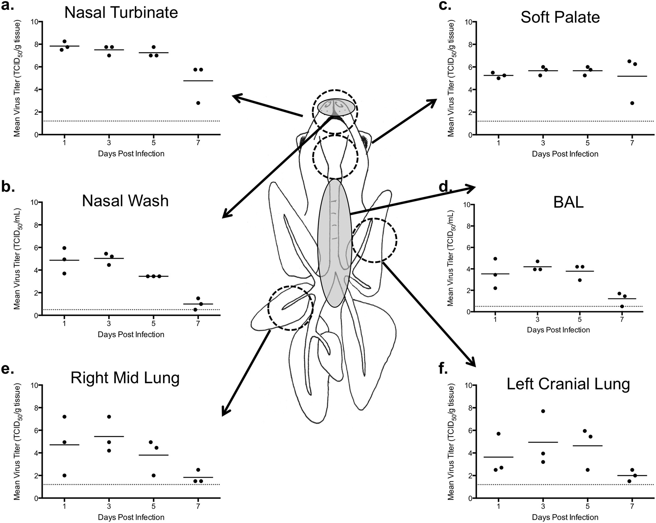 Extended Data Figure 2: Replication of α2,3 H1N1pdm virus in ferret respiratory tract.