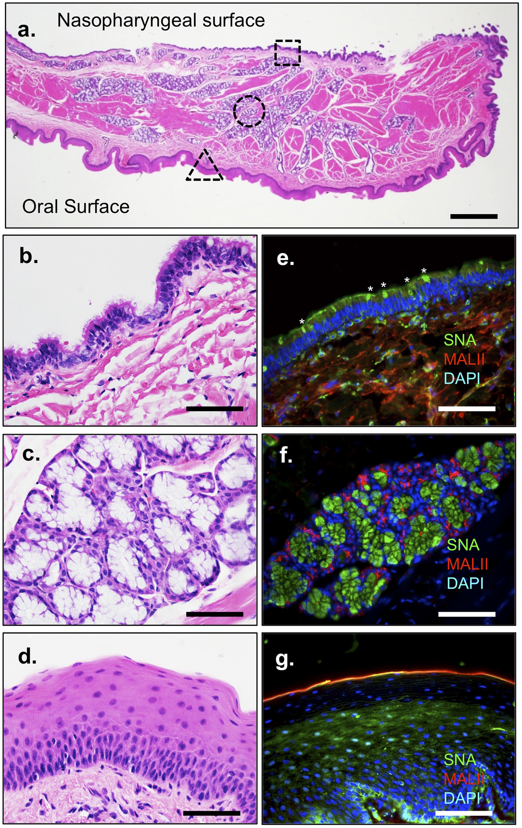 Extended Data Figure 5: Influenza receptor distribution on ferret soft palate.