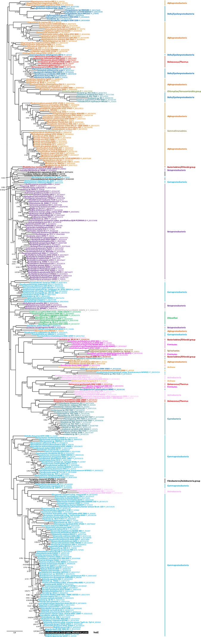 Extended Data Figure 6: Individual phylogenies of YedZ.