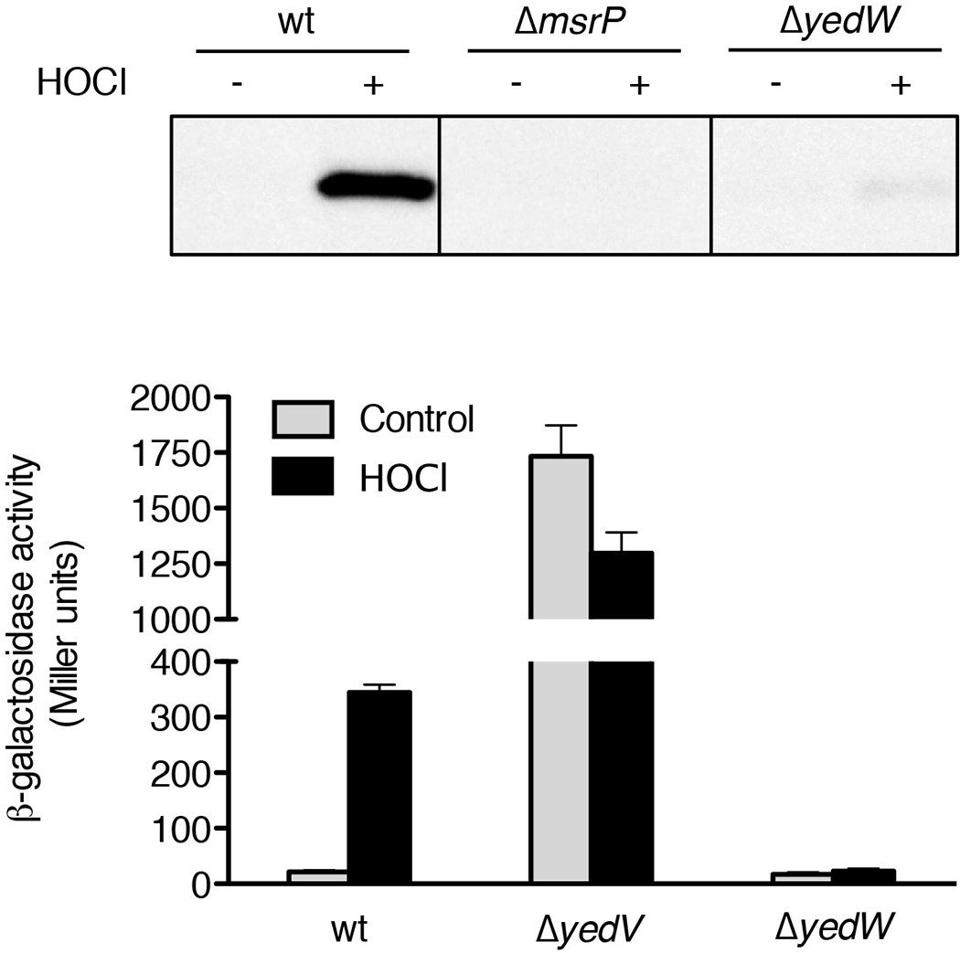Extended Data Figure 1: Induction of MsrPQ by HOCl is dependent on the presence of a functional YedVW two-component system.