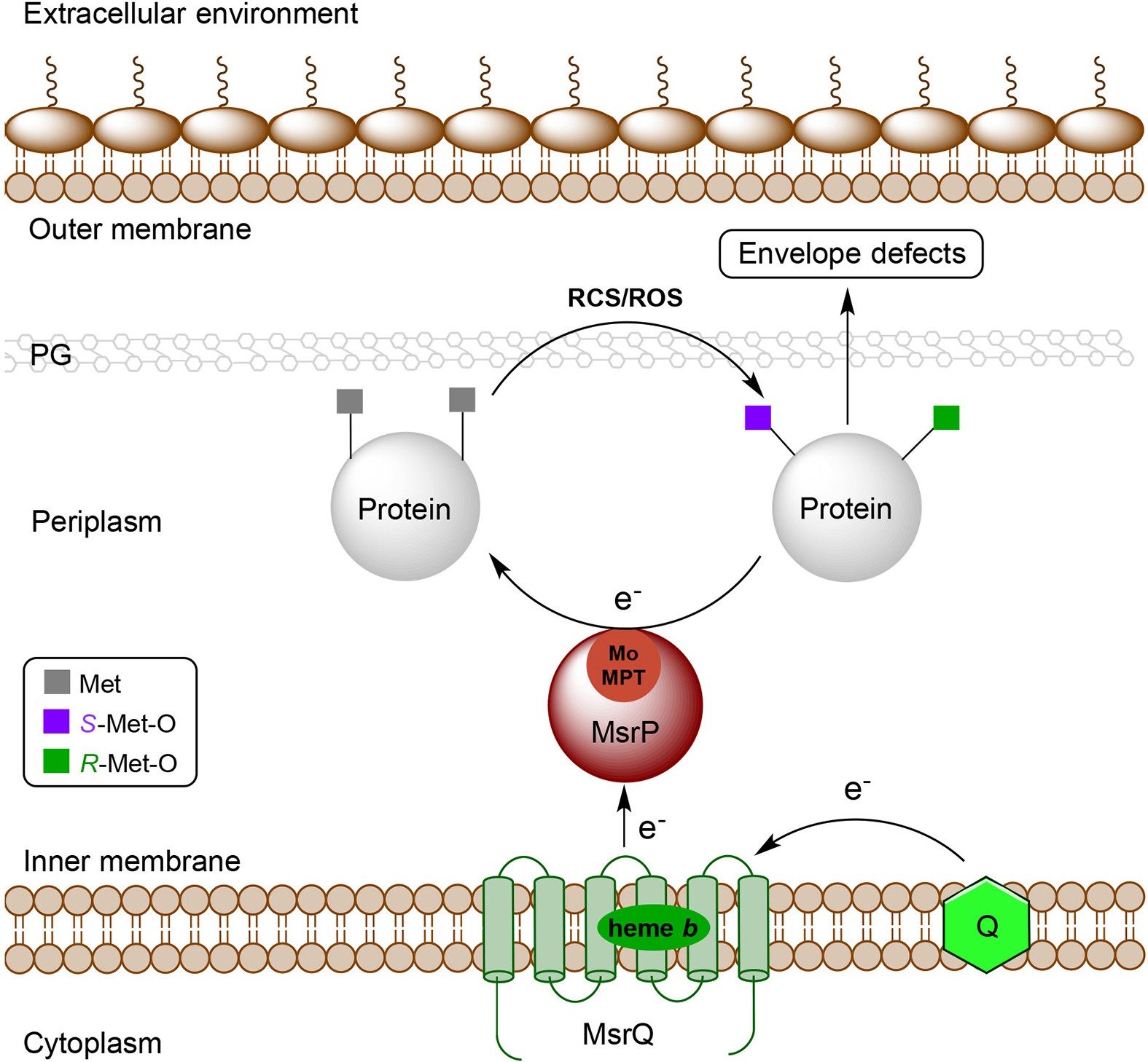 Extended Data Figure 2: Respiratory chain-powered, non-stereospecific reduction of Met-O in periplasmic proteins by the MsrPQ system maintains envelope integrity.