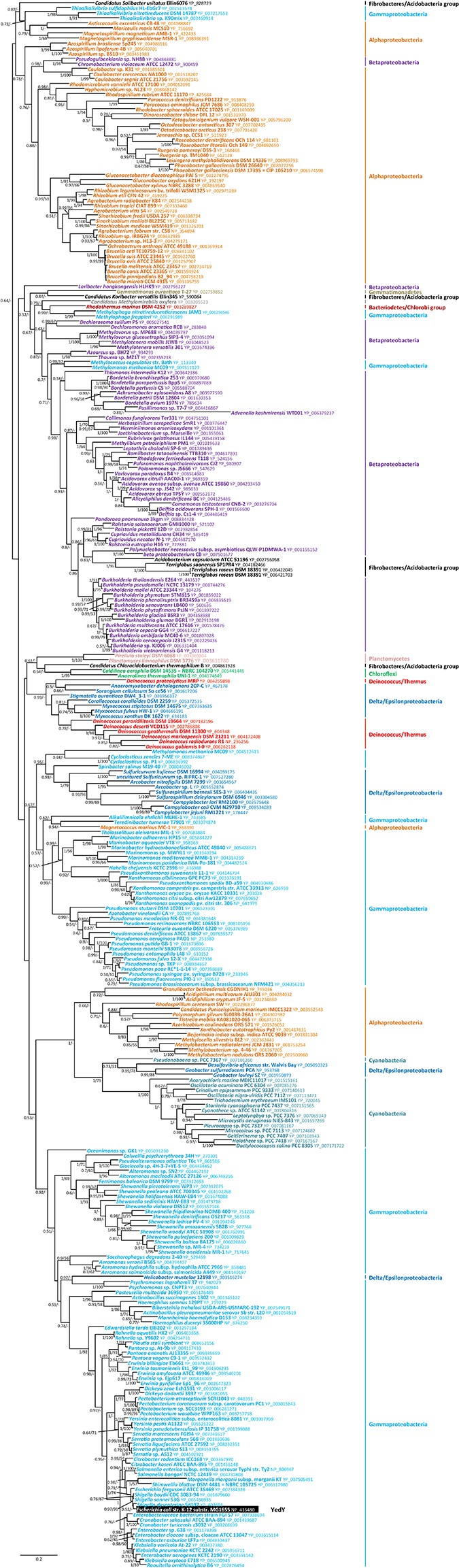 Extended Data Figure 5: Individual phylogenies of YedY.
