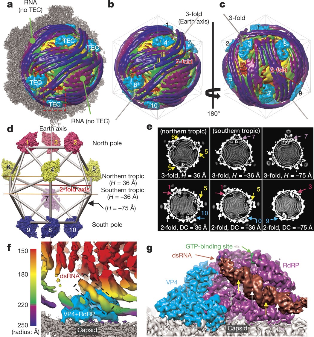 In Situ Structures Of The Segmented Genome And Rna Polymerase Complex Inside A Dsrna Virus Nature
