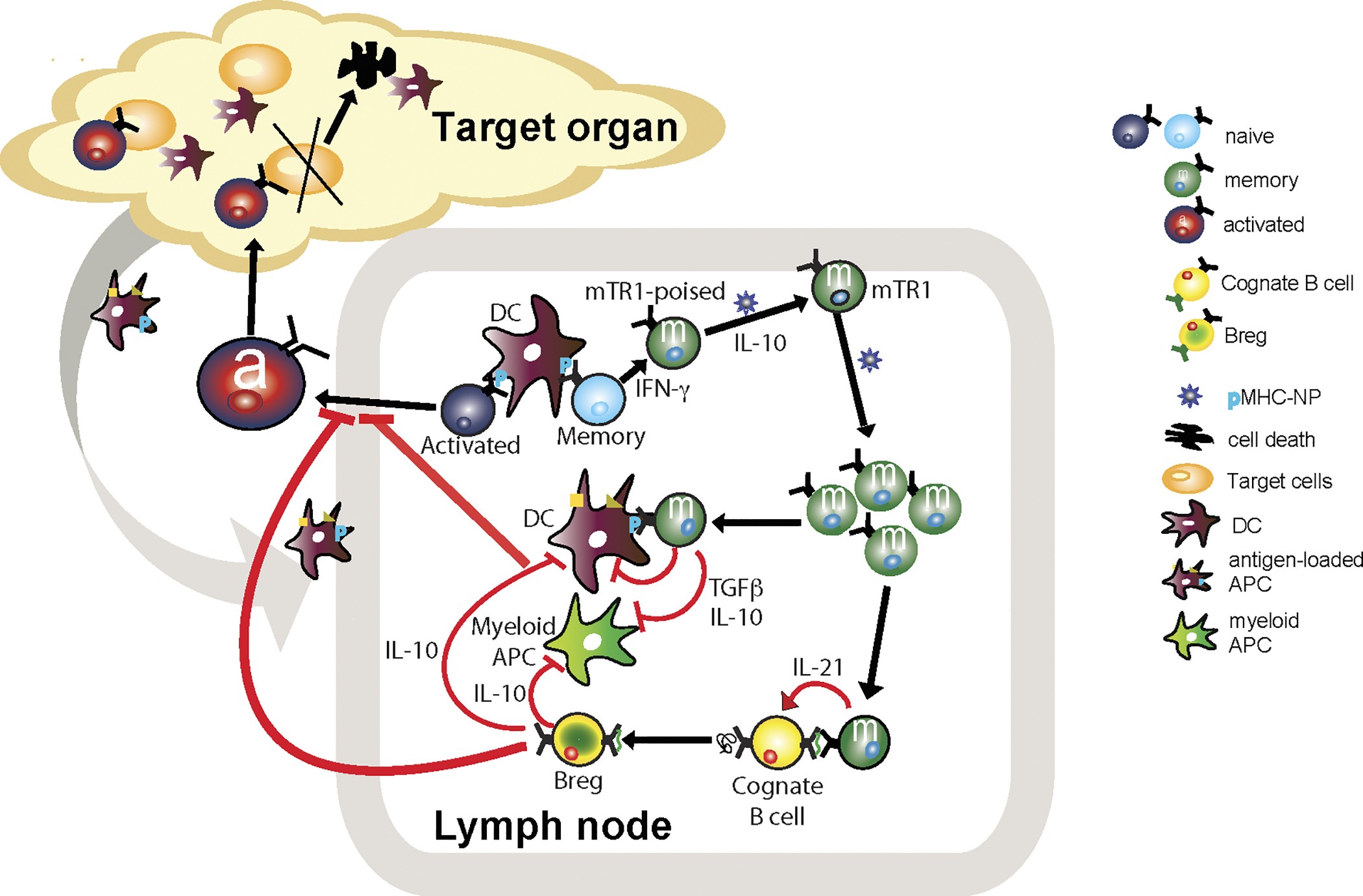 Extended Data Figure 8: Schematic of the proposed mode of operation of pMHCII-based nanomedicines.