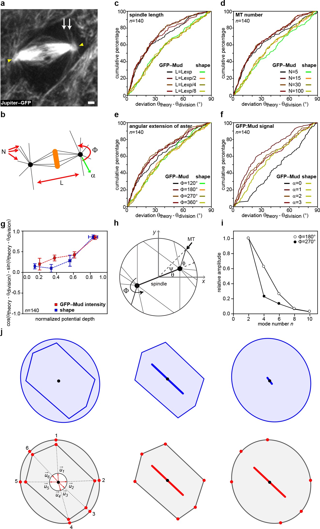 Extended Data Figure 6: Spindle orientation modelling.