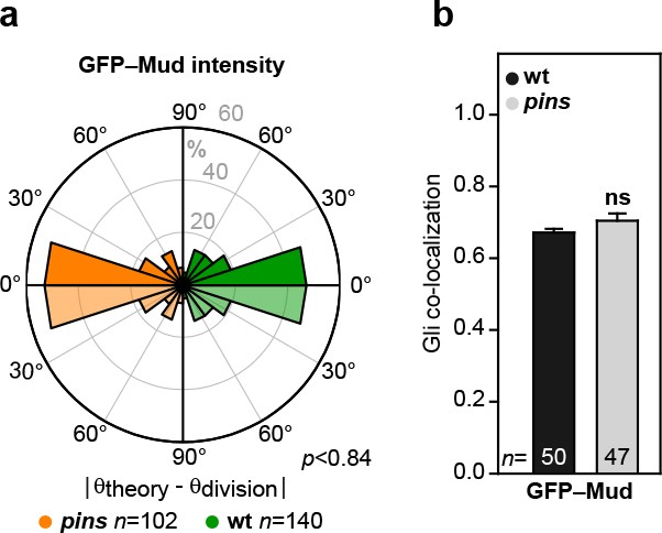 Extended Data Figure 7: Pins does not contribute to Mud-dependent epithelial cell division orientation.