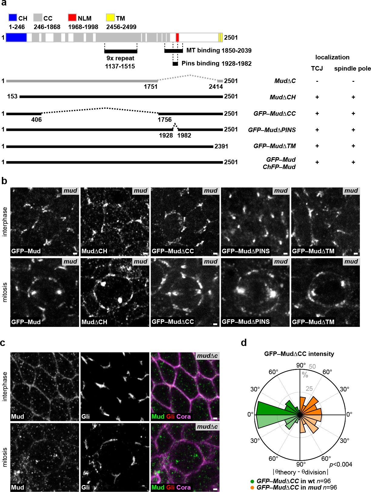Extended Data Figure 8: Structure–function analyses of the Mud protein in epithelial cells.