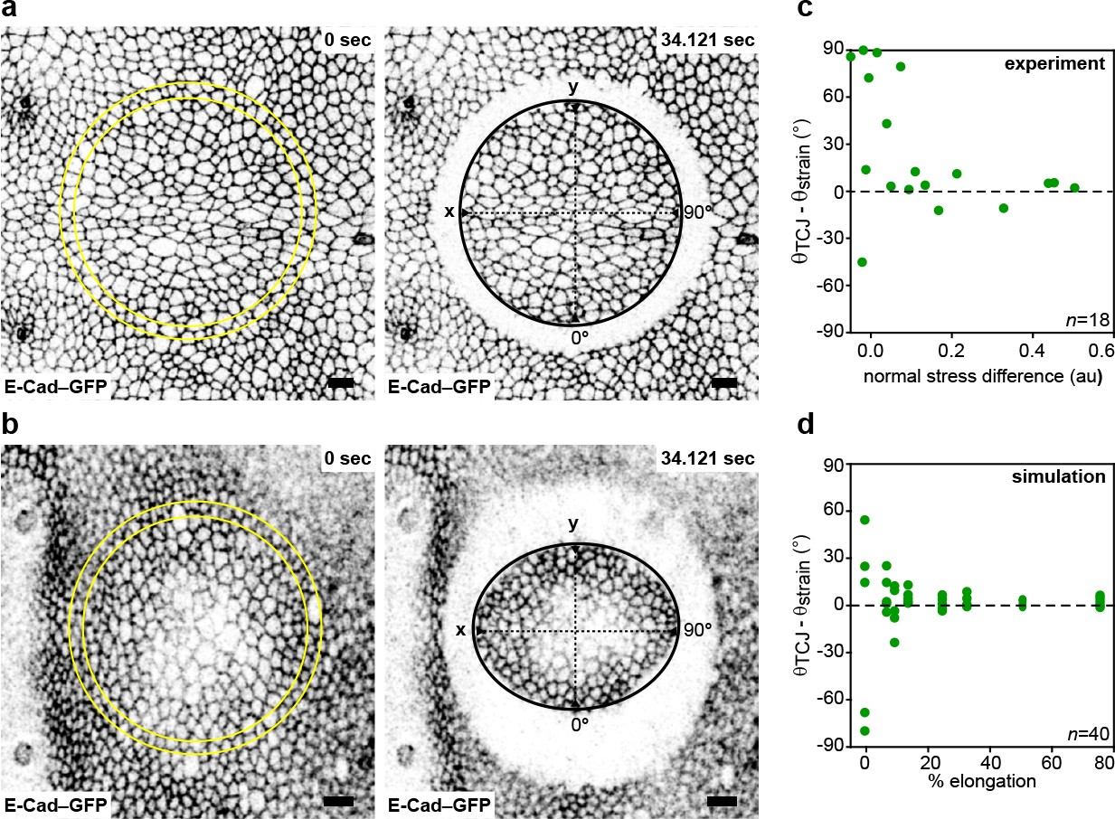 Extended Data Figure 10: TCJ bipolarity aligns with mechanical stress.