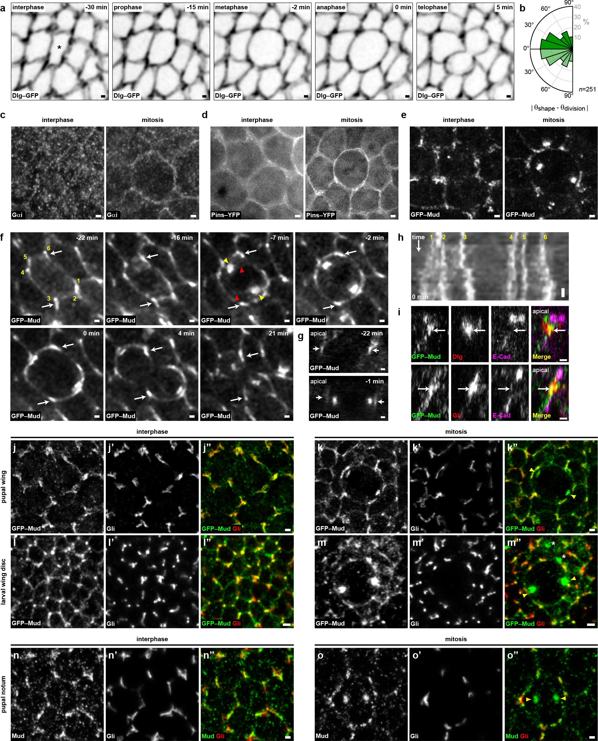 Extended Data Figure 1: Mud, Pins, Gαi and Gli localization during symmetric epithelial cell division in the Drosophila notum.