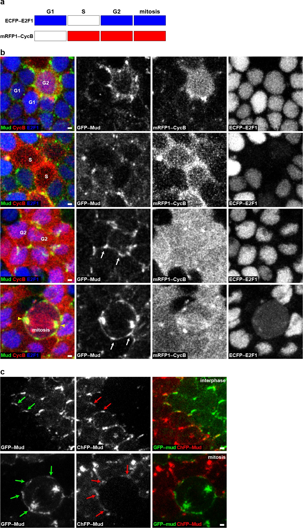 Extended Data Figure 2: GFP–Mud localizes at TCJ from G2 interphase to mitosis.