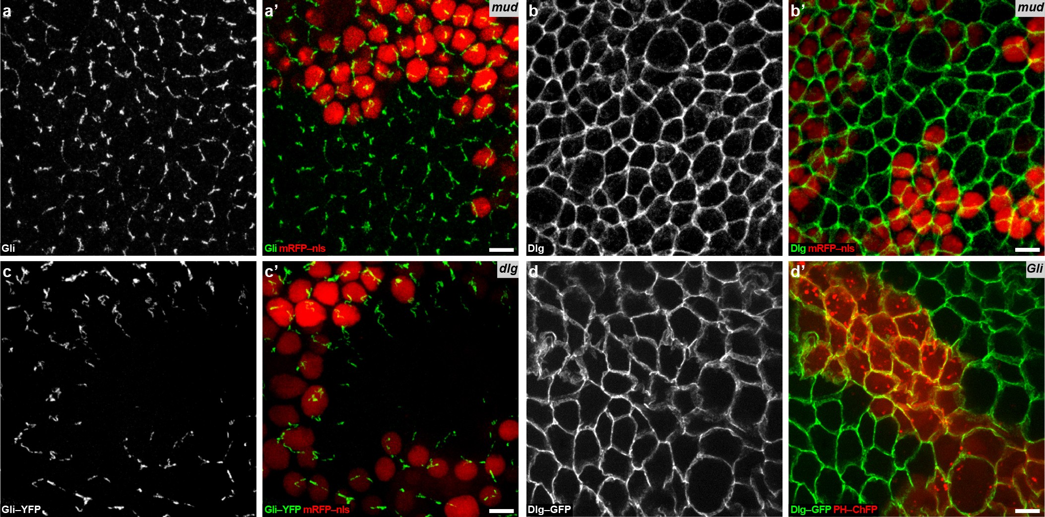 Extended Data Figure 3: Regulation of Dlg, Gli and Mud localization in epithelial tissue.