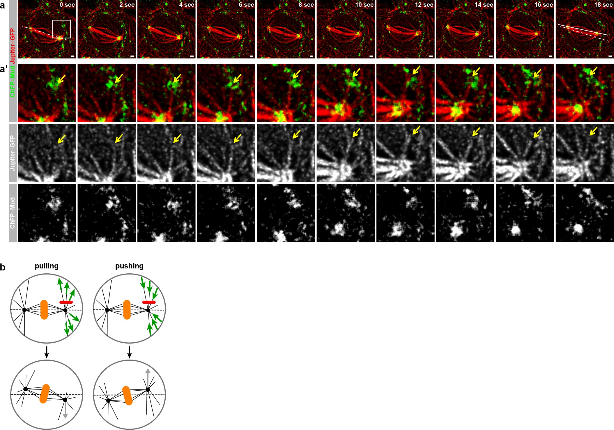 Extended Data Figure 4: Astral microtubules contact Mud at the TCJ.