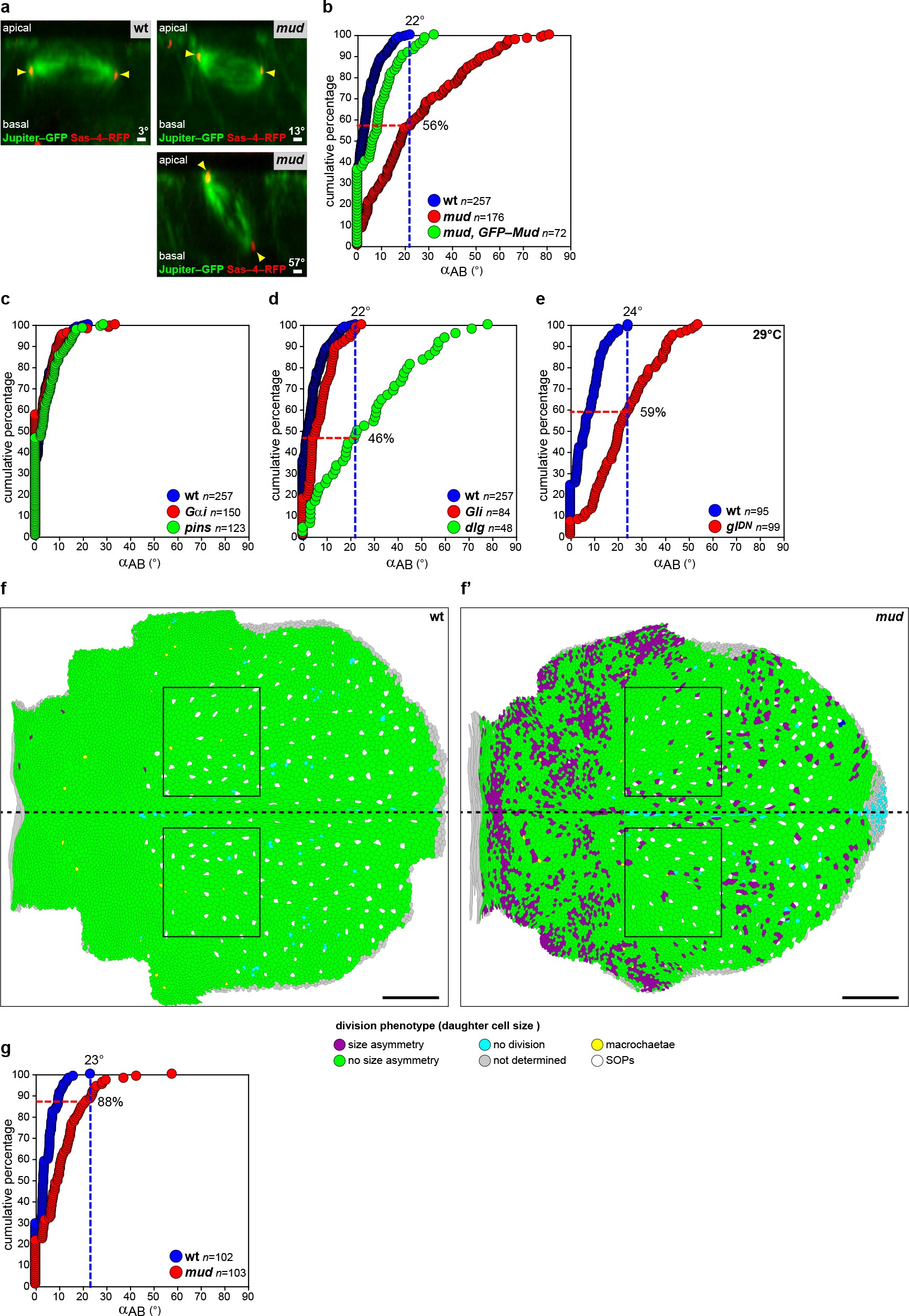 Extended Data Figure 5: A large proportion of mitotic spindles remain planar in the absence of Mud, Dlg and Dynein function.