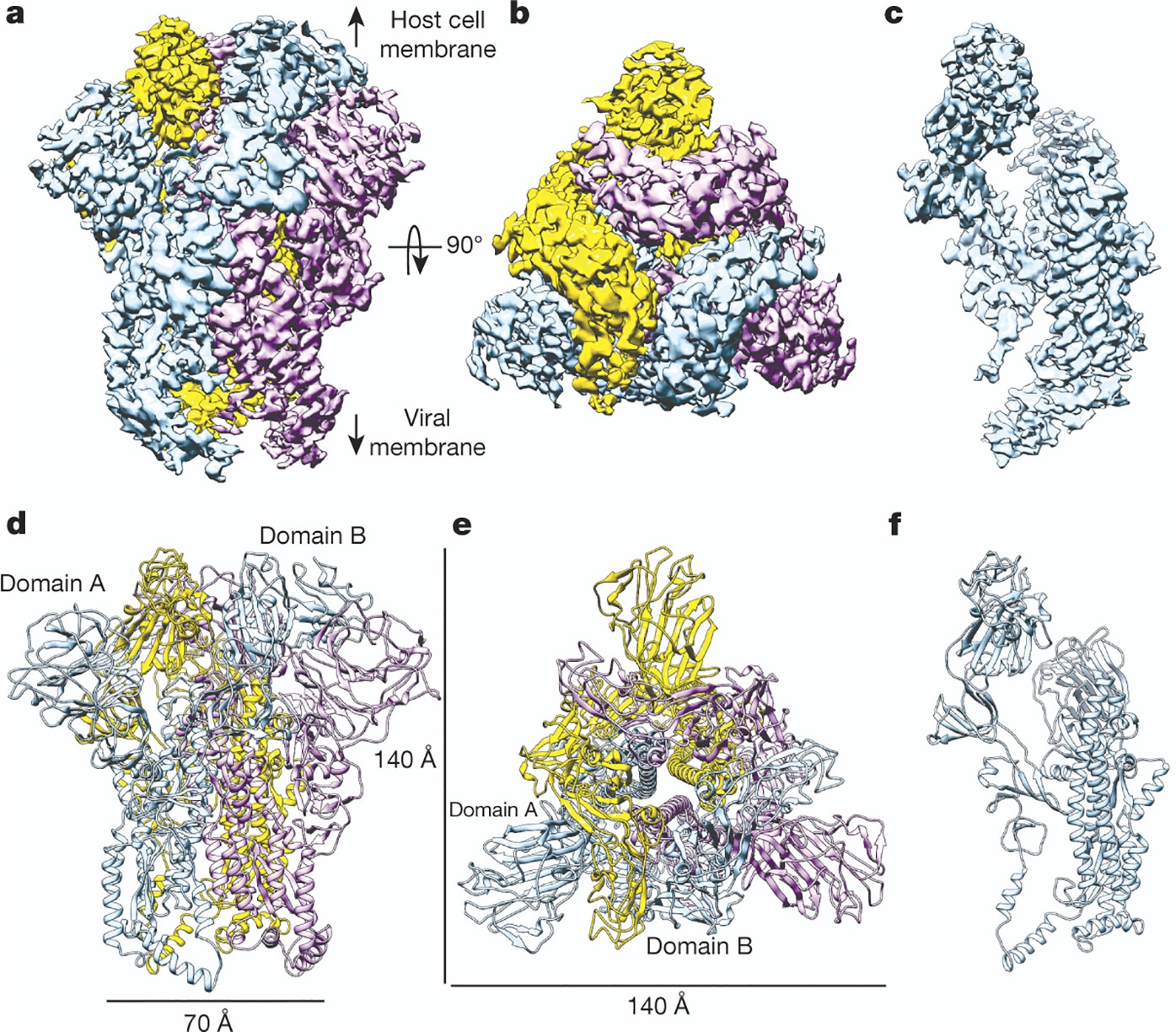 Cryo-electron microscopy structure of a coronavirus spike glycoprotein  trimer | Nature