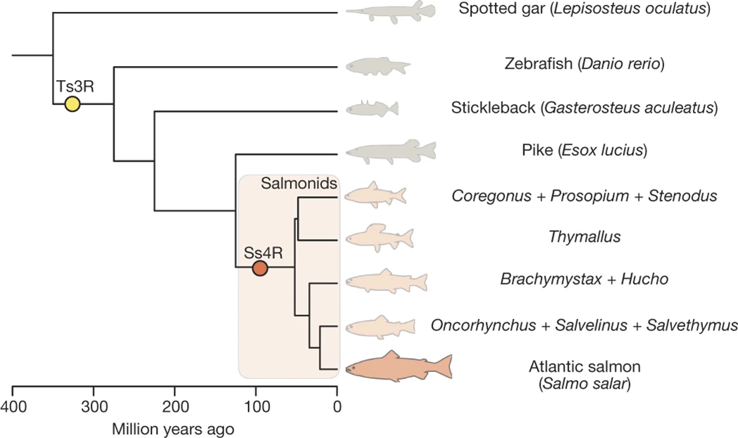 Salmon phylogenetics