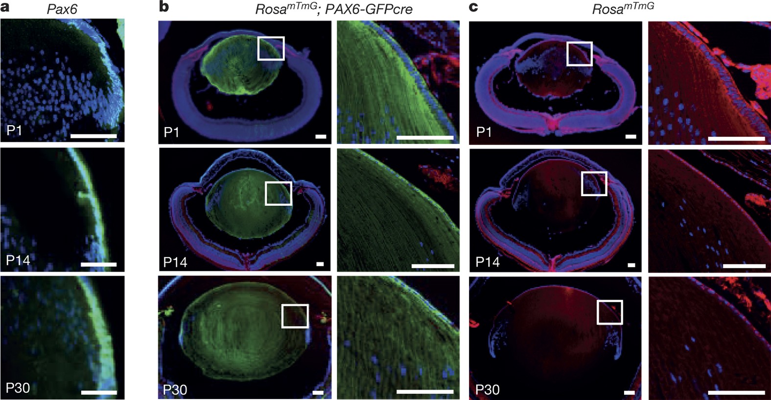 Lens regeneration using endogenous stem cells with gain of visual function  | Nature