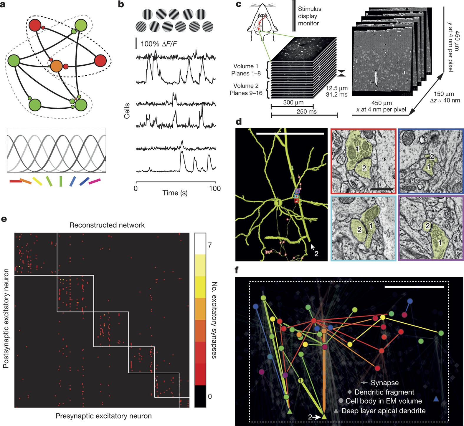Anatomy And Function Of An Excitatory Network In The Visual Cortex