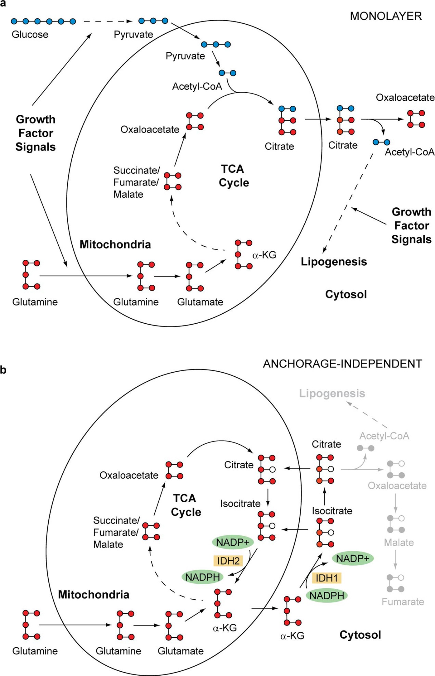 Extended Data Figure 1: Alternative pathways of isocitrate/citrate metabolism.