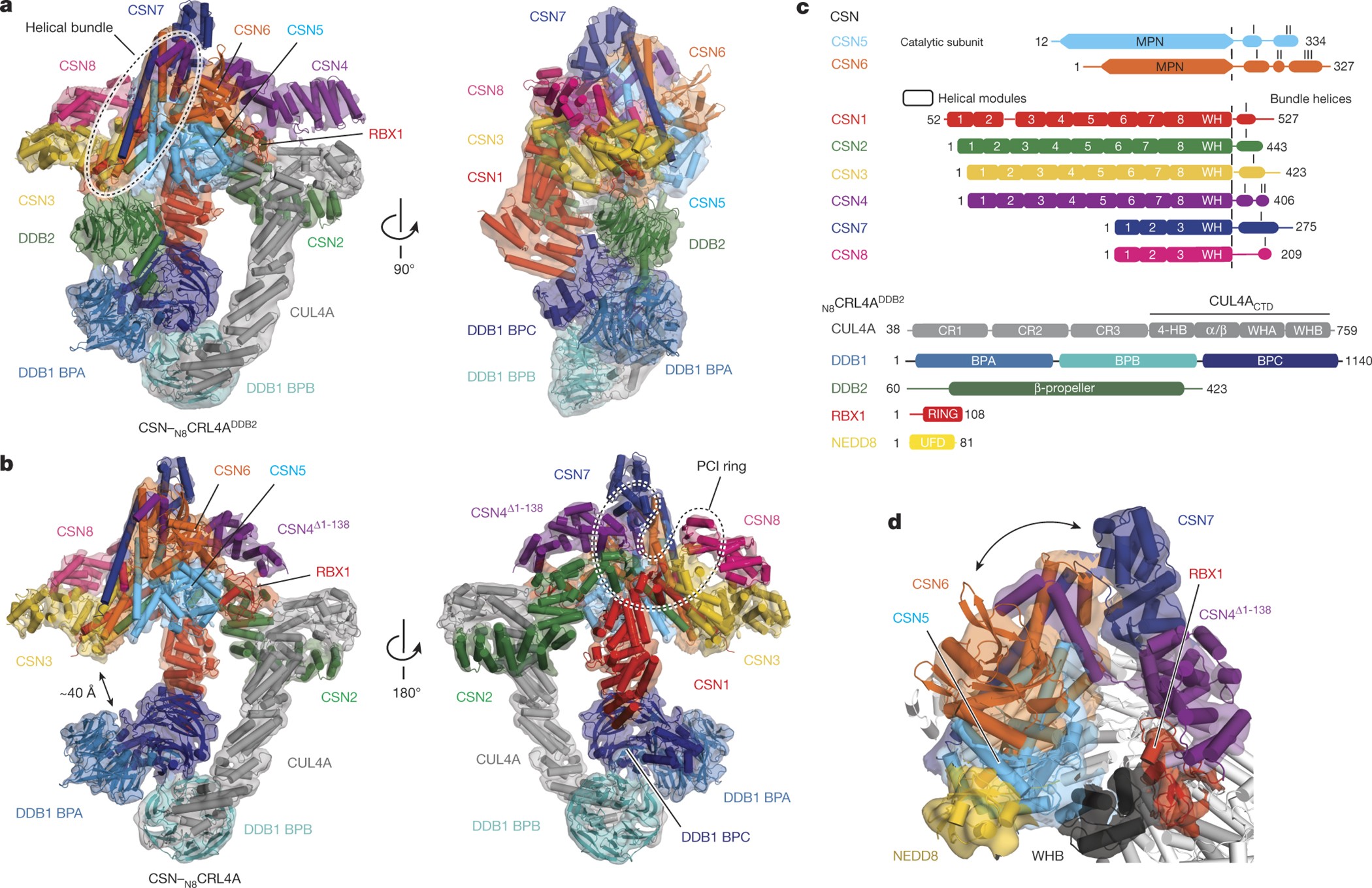 Cullin–RING ubiquitin E3 ligase regulation by the COP9 signalosome | Nature