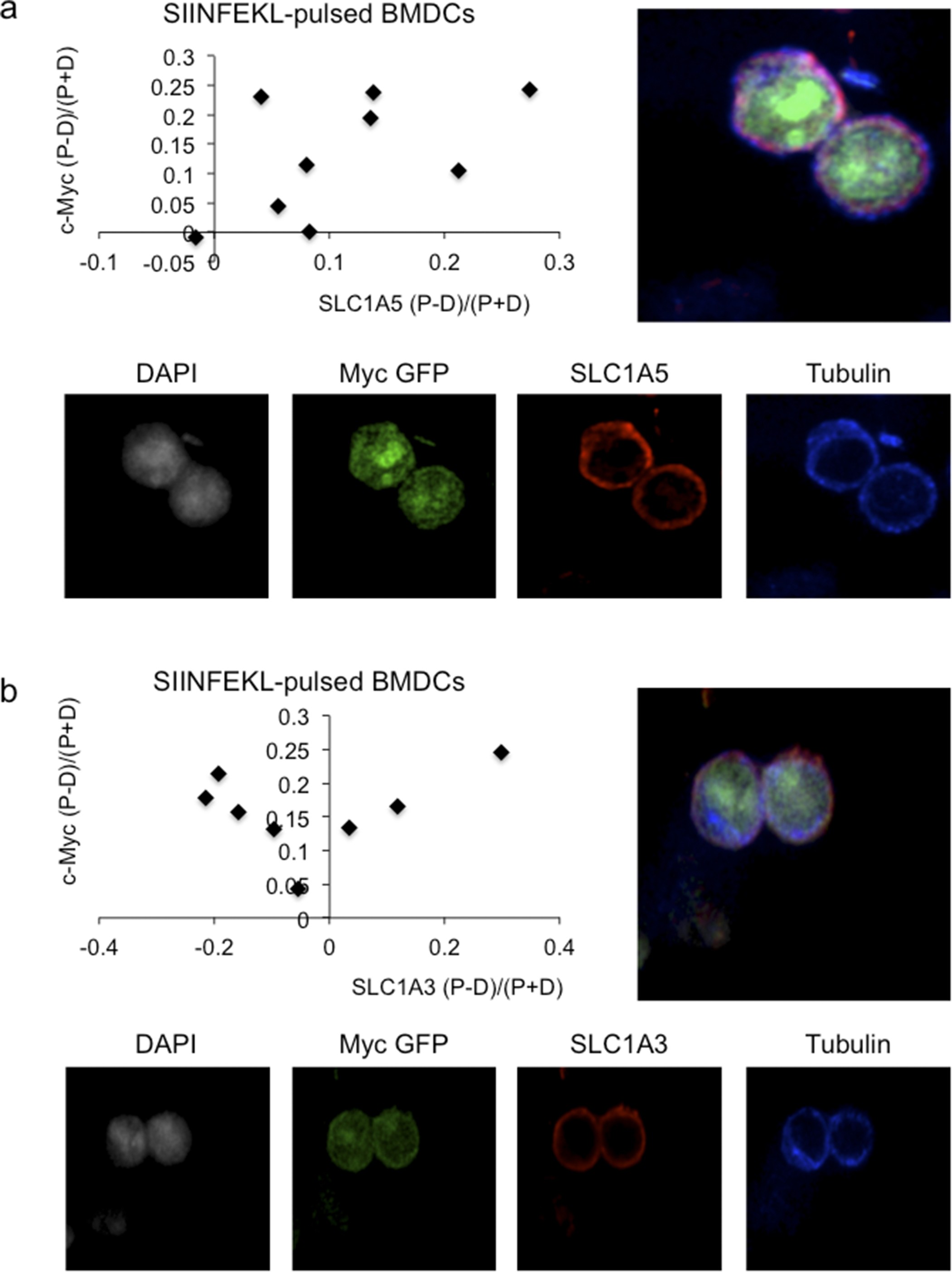 Extended Data Figure 6: Amino acid transporter SLC1A5, but not SLC1A3, asymmetrically assorts in activated T cells.