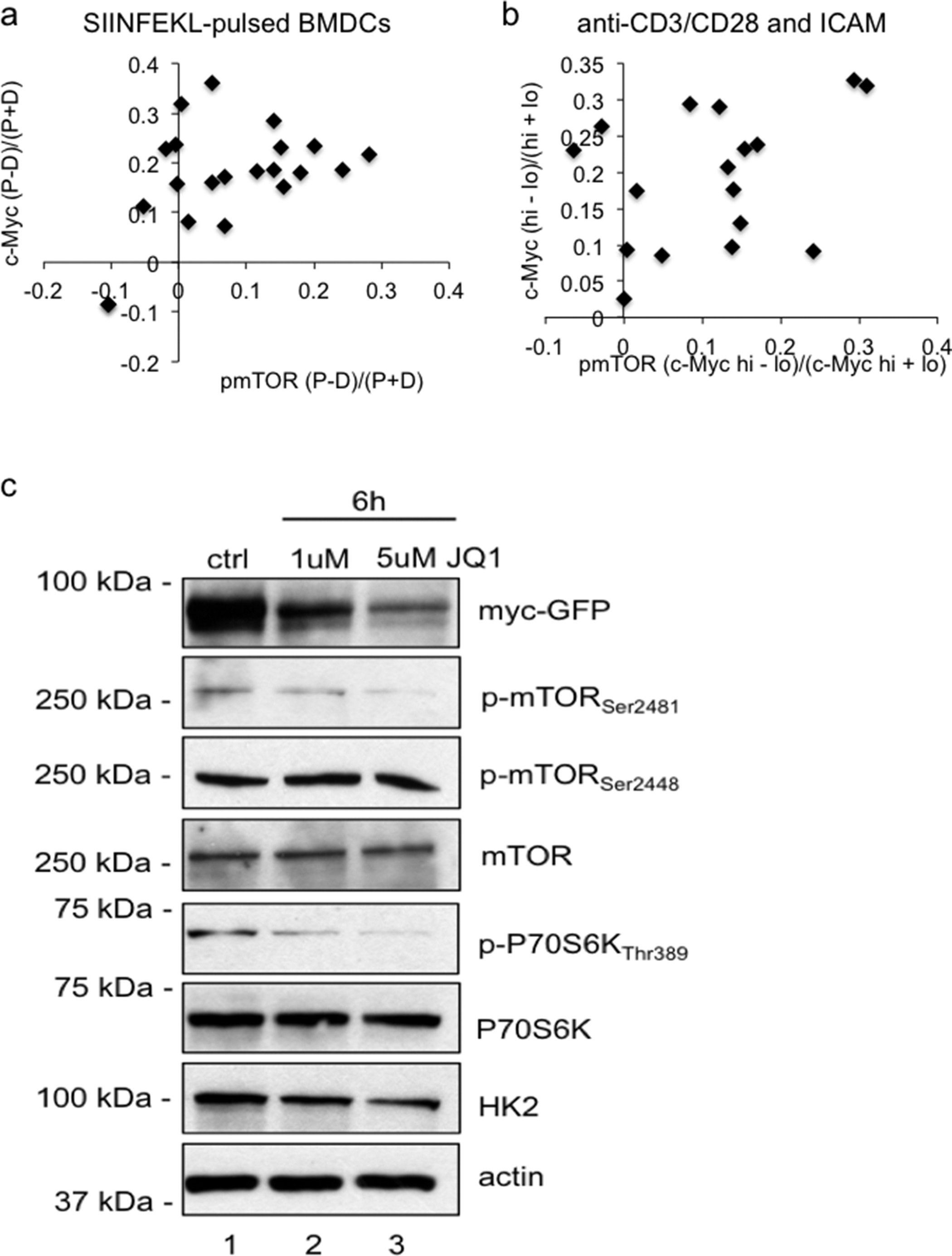 Extended Data Figure 7: Regulation of p-mTOR and mTORC1 signalling by c-Myc.