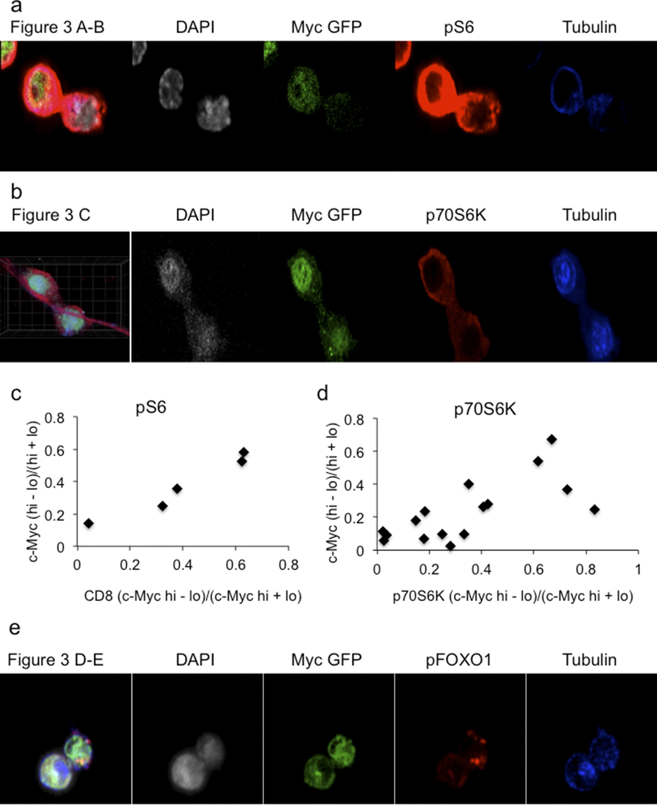 Extended Data Figure 8: Asymmetric assortment of mTORC1 activity with c-Myc–GFP.