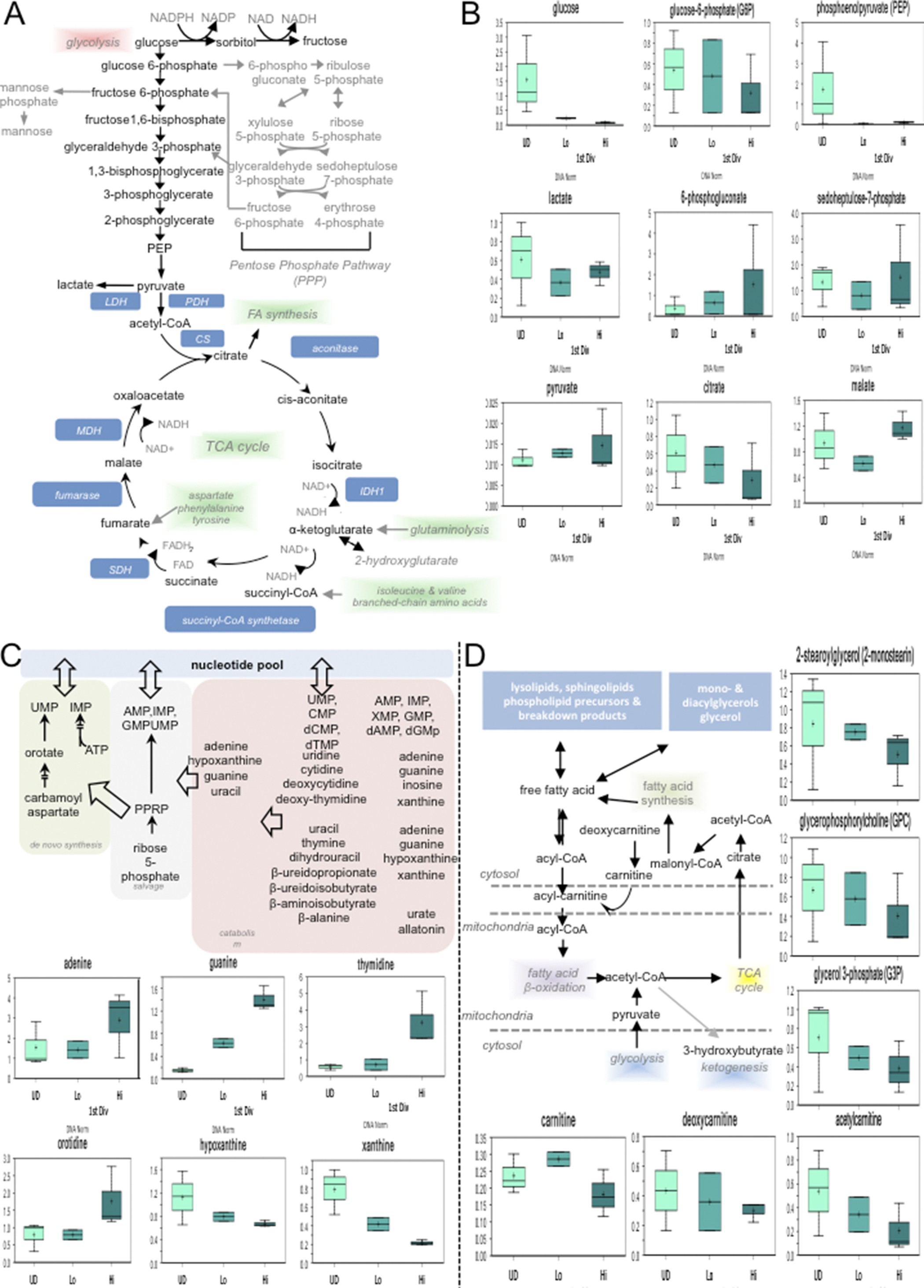 Extended Data Figure 9: First-division CD8high c-Myc–GFPhigh CD8 T cells are more glycolytic and exhibit more glutaminolysis and pentose phosphate pathway activity than first division CD8low c-Myc–GFPlow CD8 T cells but have decreased FAO.