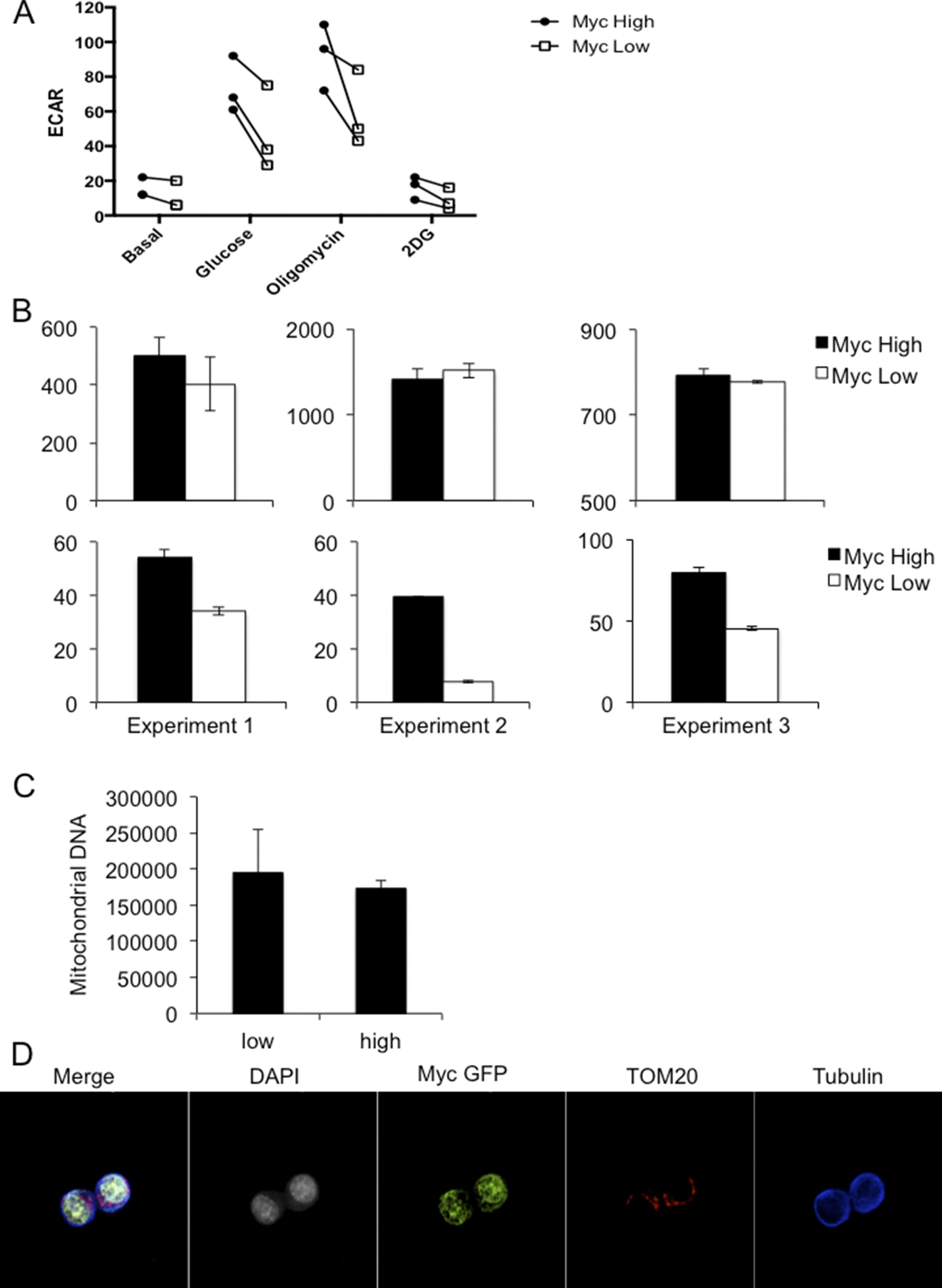 Extended Data Figure 10: c-Mychigh CD8 T cells are more glycolytic than CD8low CD8 T cells without asymmetric distribution of mitochondria.