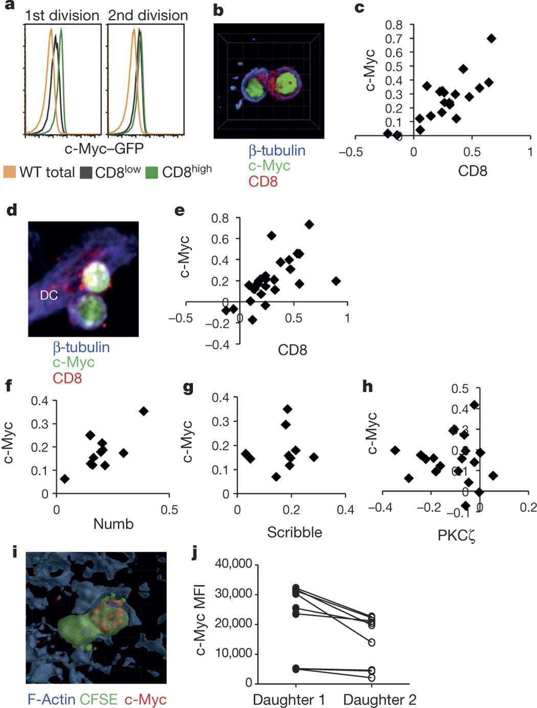 Metabolic maintenance of cell asymmetry following division in activated T  lymphocytes | Nature
