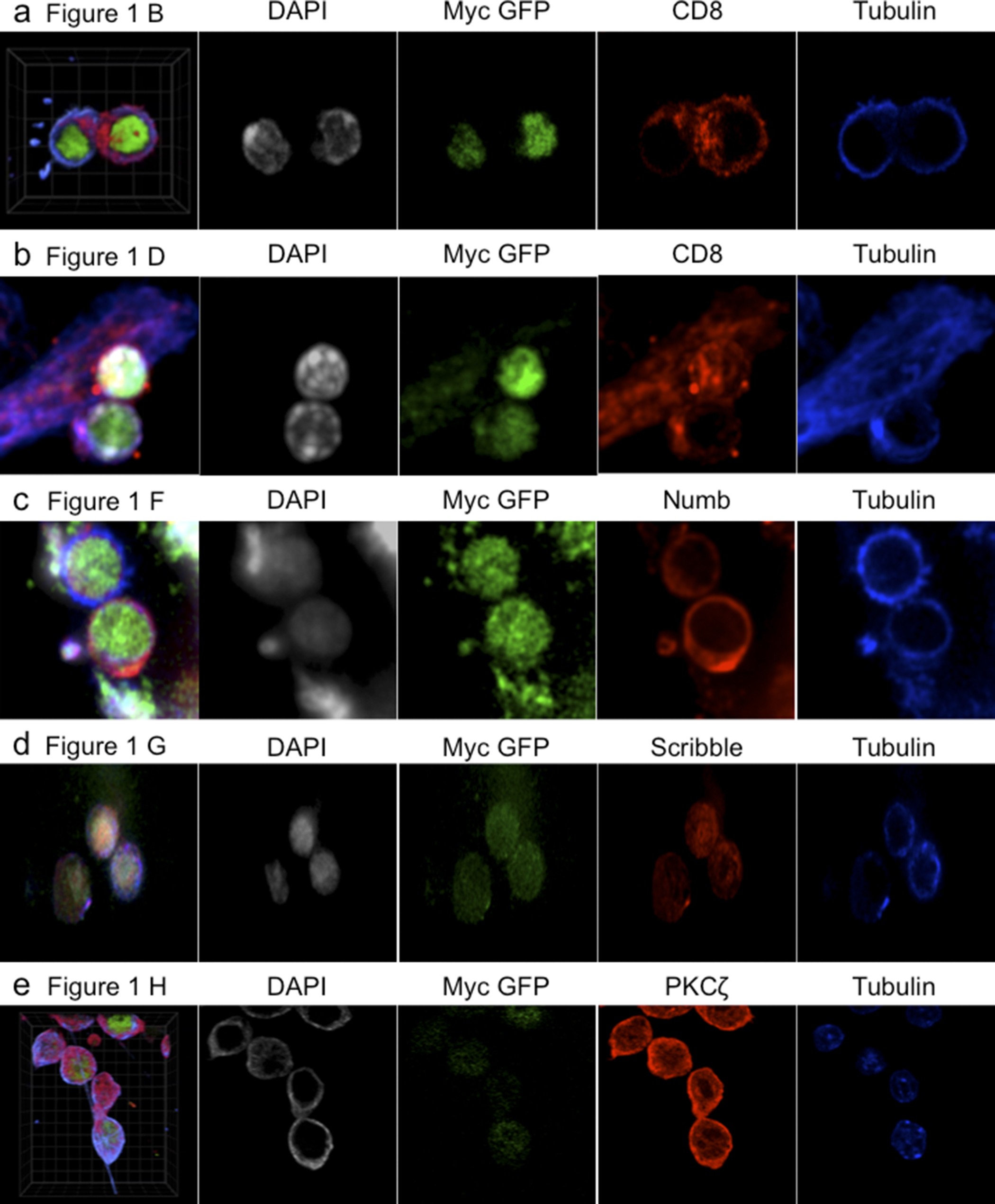 Extended Data Figure 2: Representative confocal images and single stains.
