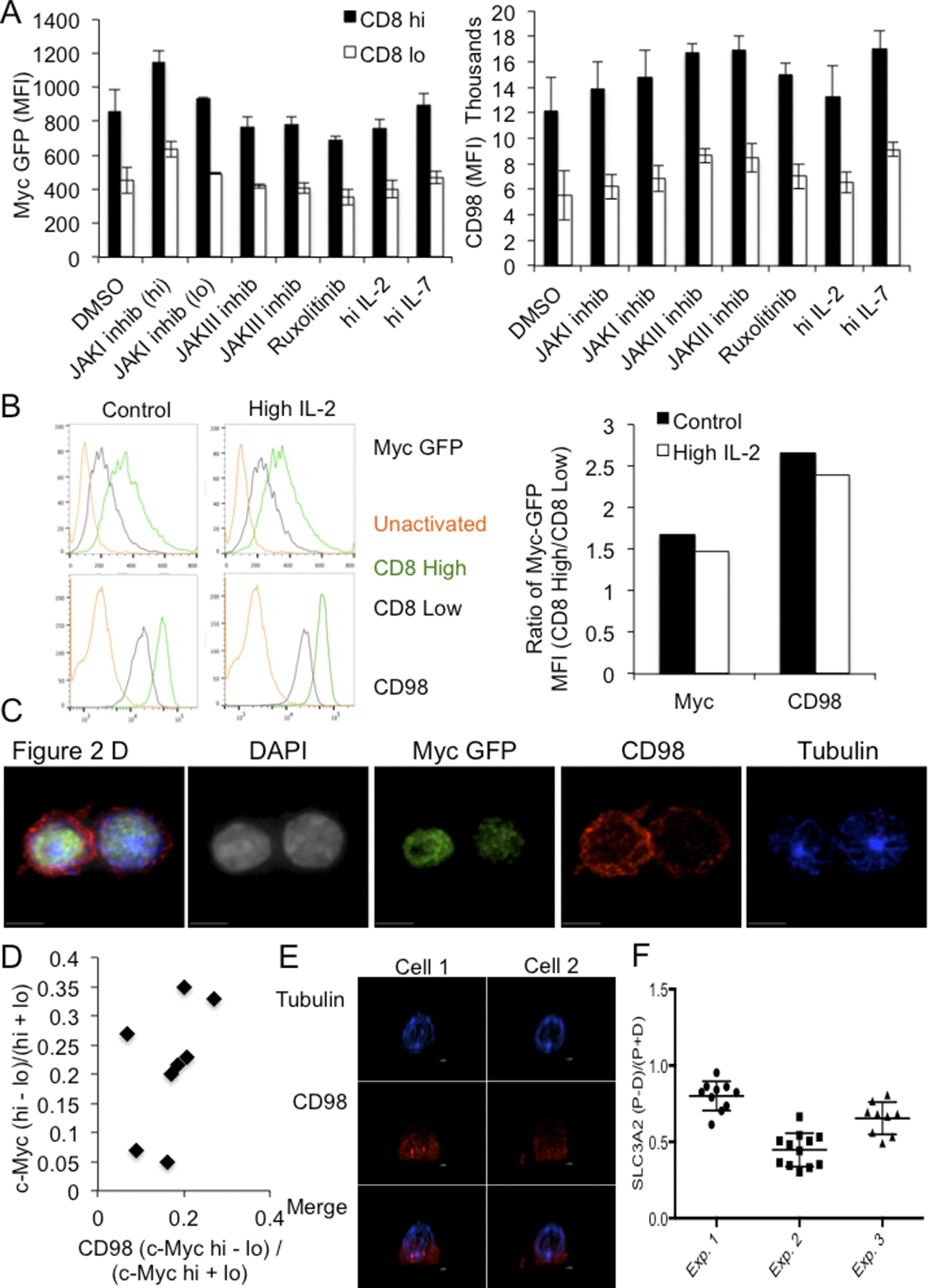 Extended Data Figure 5: Cytokine signalling does not influence c-Myc asymmetry and asymmetric assortment of CD98.