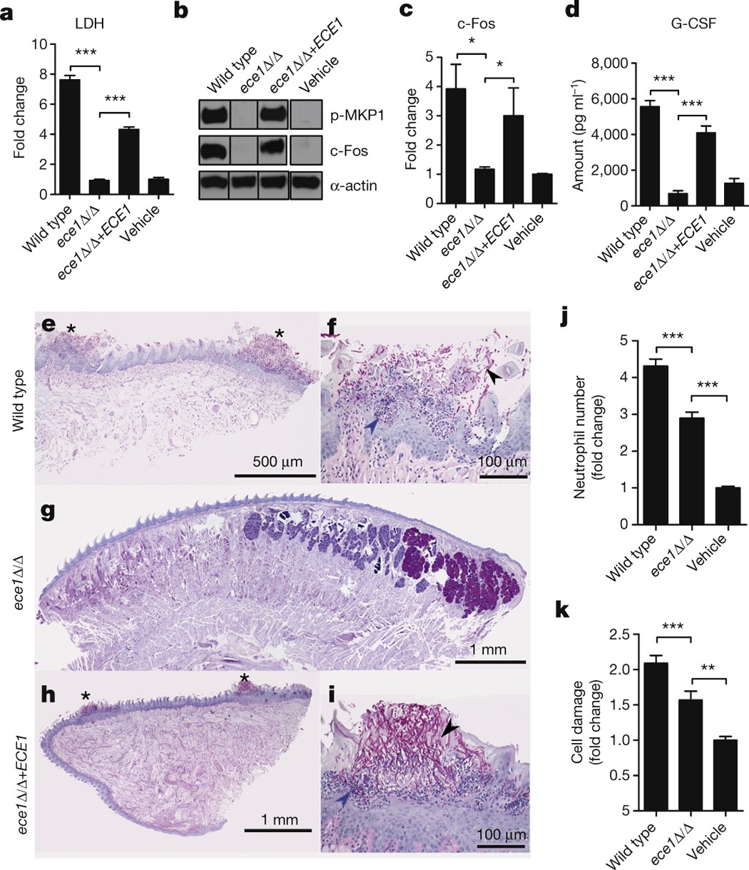 minden a candidiasis nemi szemölcsökről