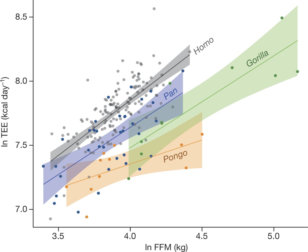 AnimalTraits - a curated animal trait database for body mass, metabolic  rate and brain size