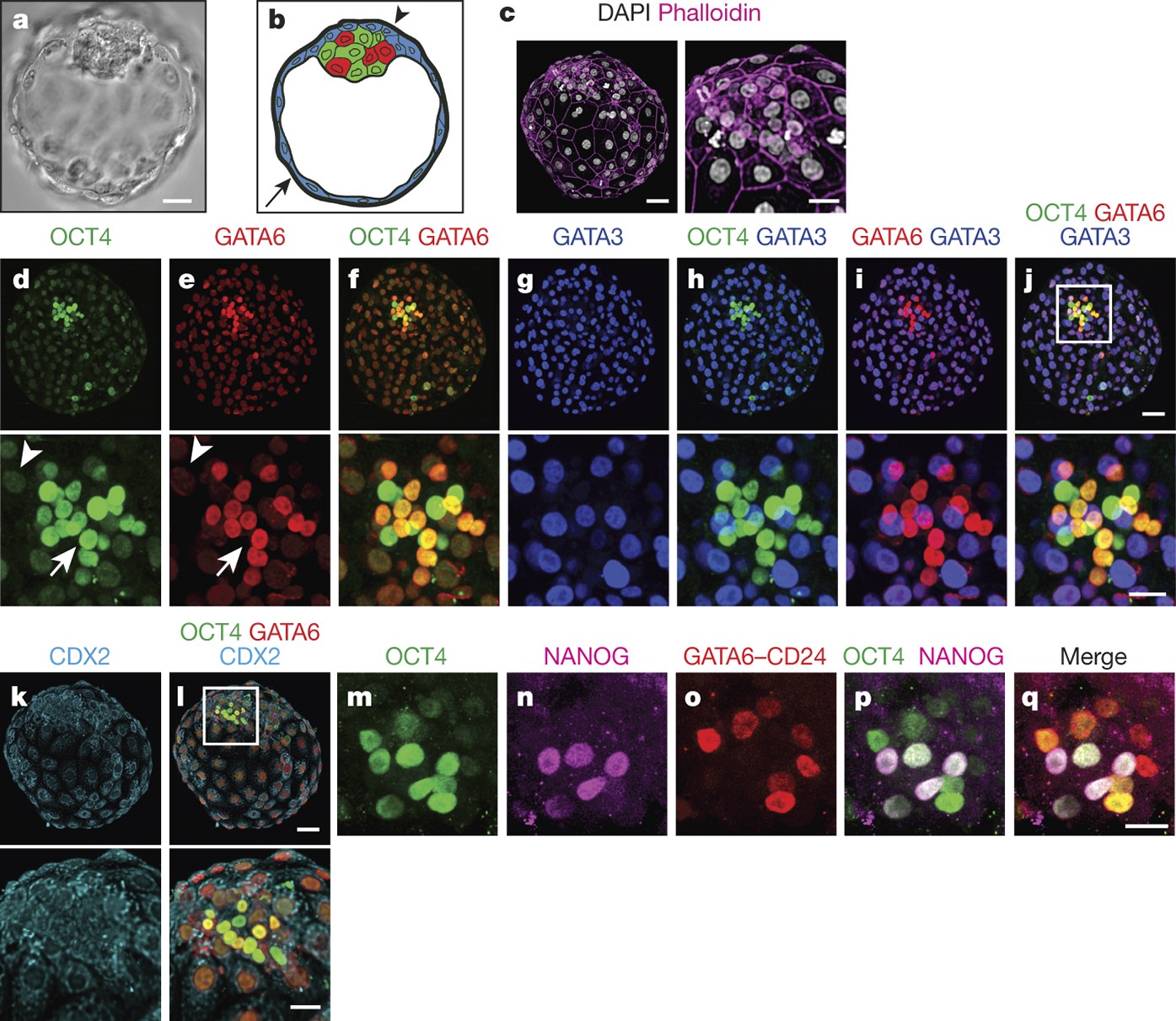 Self-organization of the in vitro attached human embryo | Nature