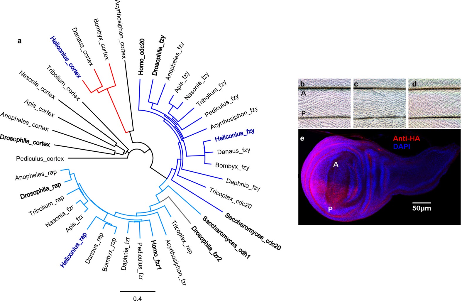 Extended Data Figure 6: Phylogeny of fizzy family proteins and effects of expressing cortex in the Drosophila wing.