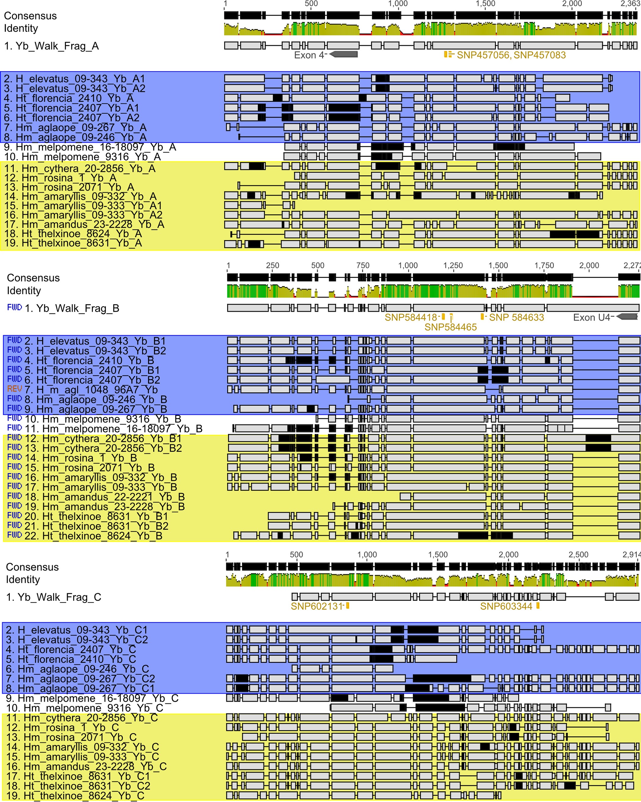 Extended Data Figure 2: Alignments of de novo assembled fragments containing the top associated SNPs from H. melpomene and related taxa short-read data.