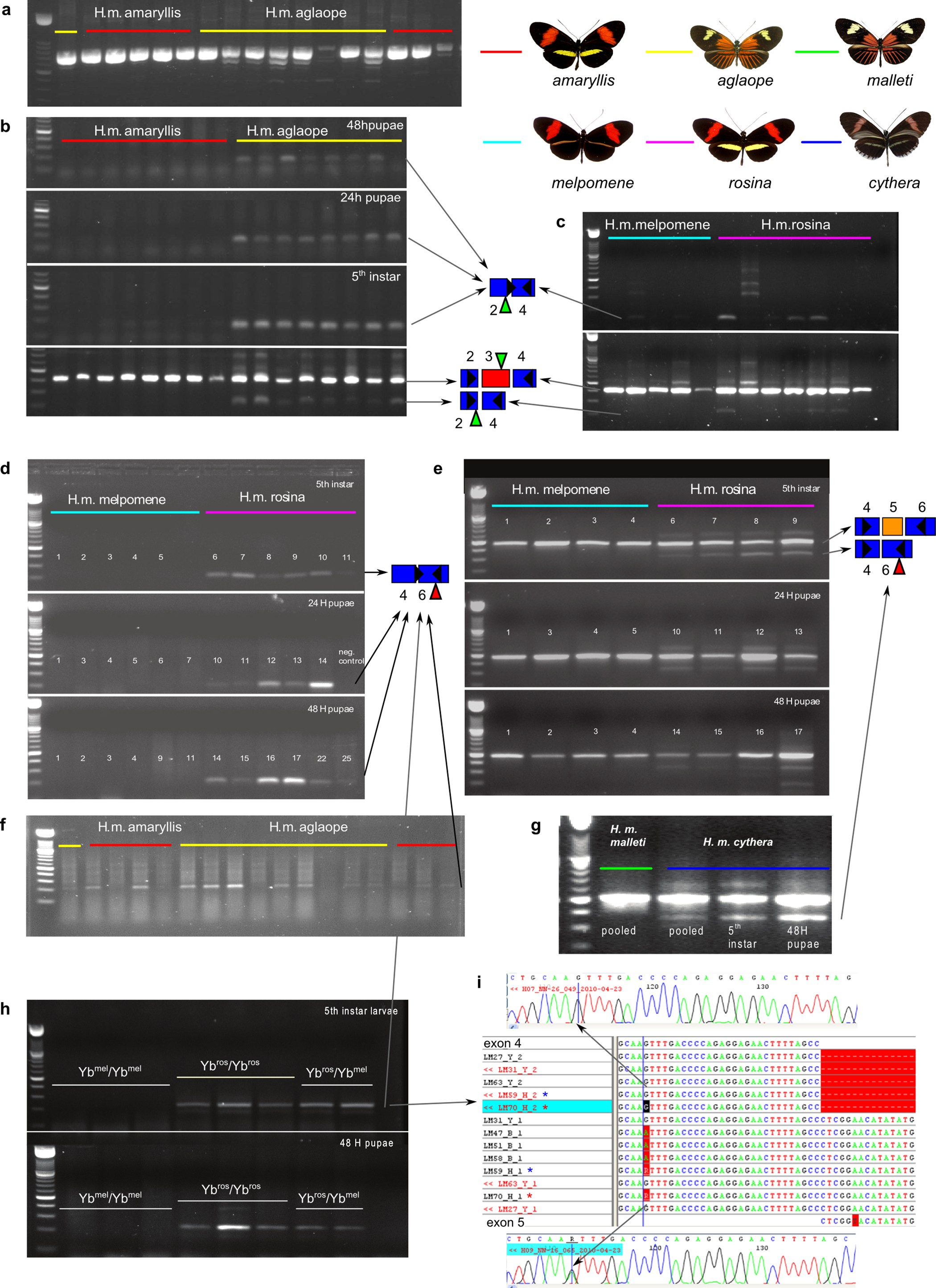 Extended Data Figure 5: Alternative splicing of cortex.