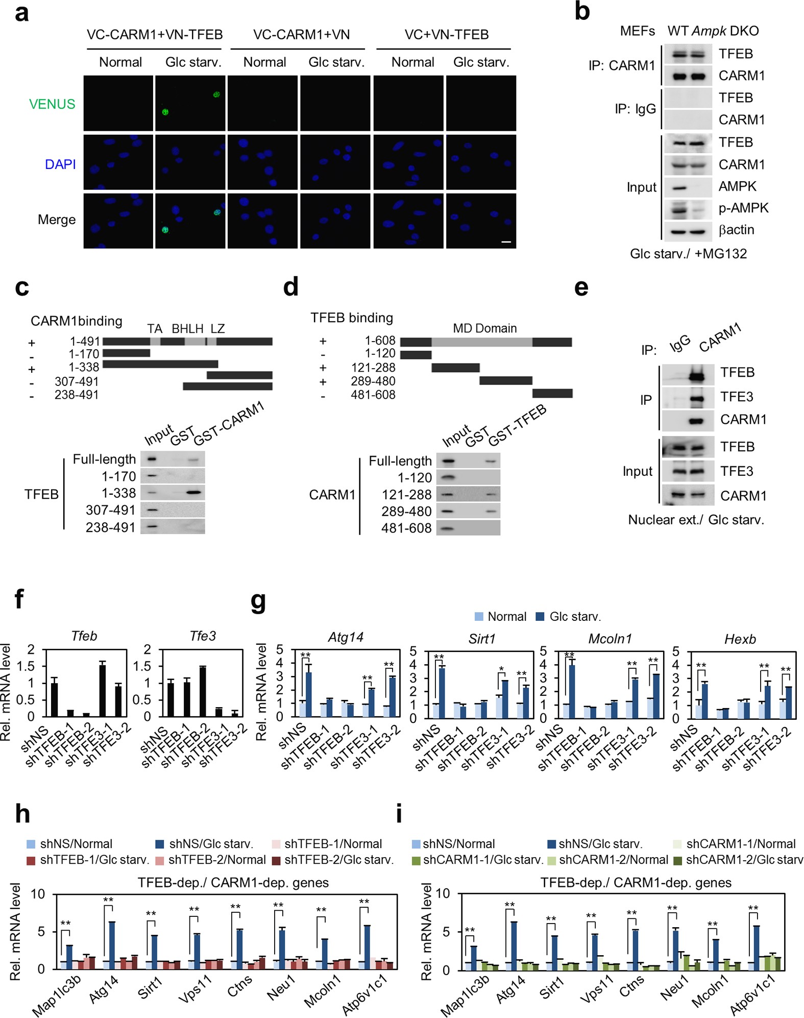 Extended Data Figure 7: Binding mapping of CARM1 and TFEB and their target gene regulation in glucose starvation.