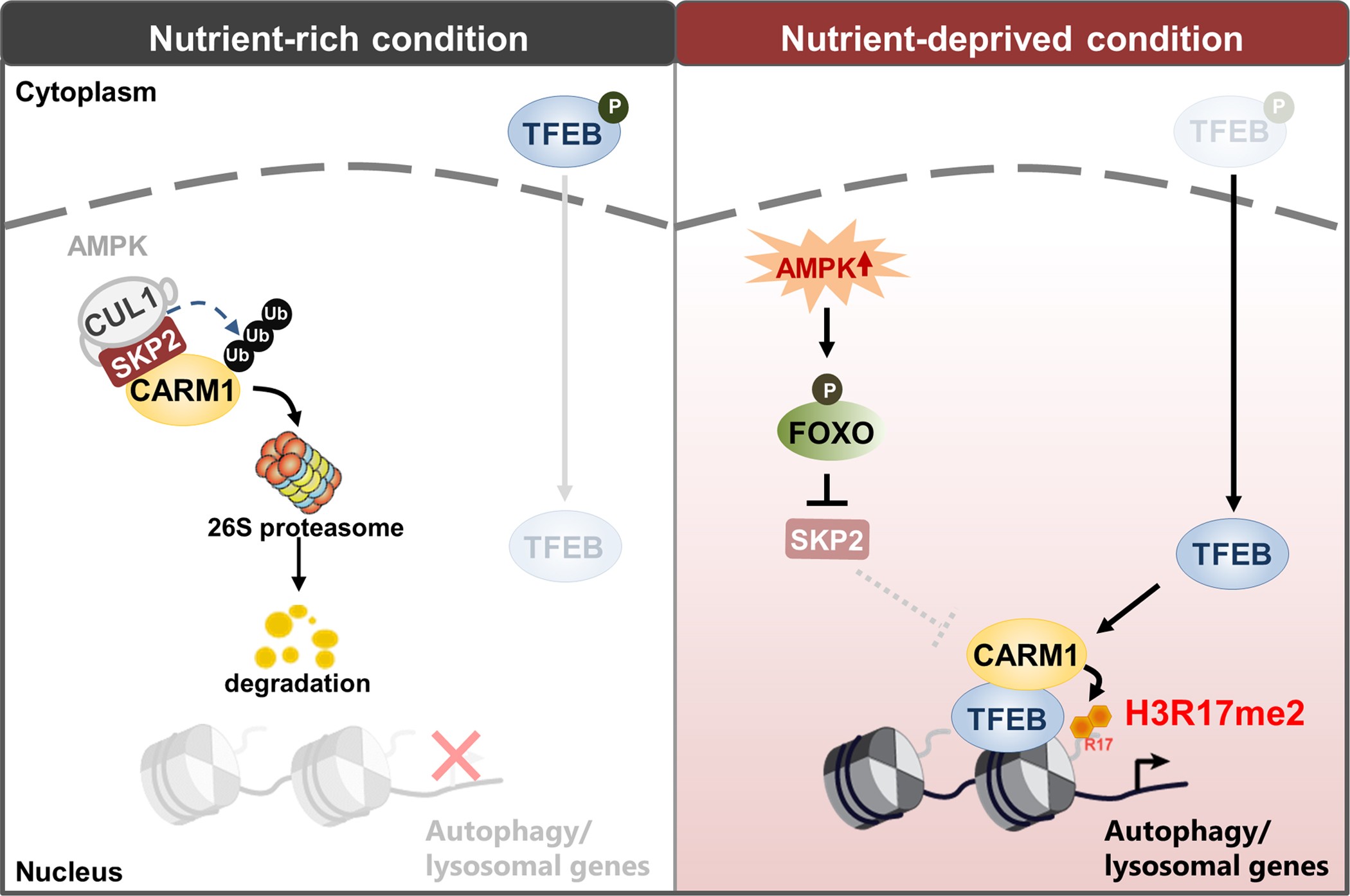 Extended Data Figure 10: Graphical summary of the AMPK–SKP2–CARM1 signalling cascade.