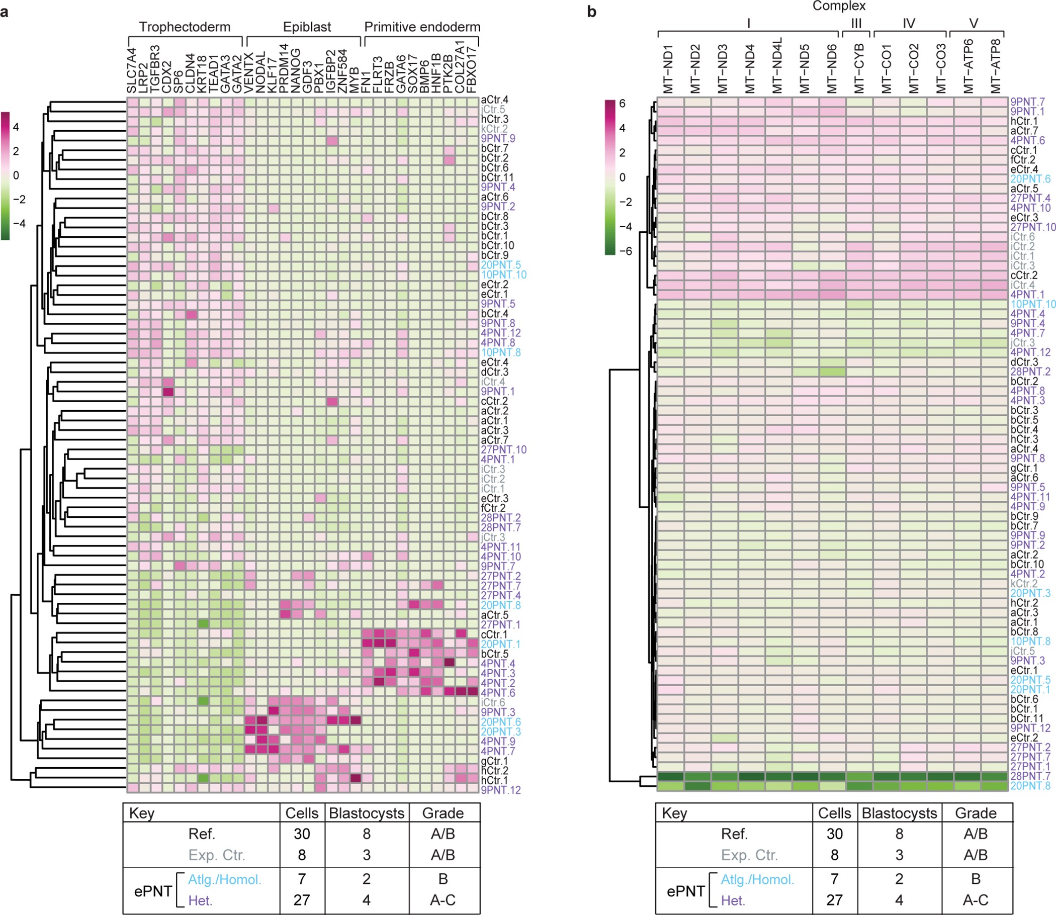 Extended Data Figure 7: Expression of lineage-specific genes and mitochondrial OXPHOS genes in control and ePNT embryos.