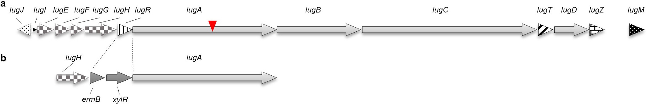 Extended Data Figure 1: Gene cluster of lugdunin and generation of S. lugdunensis IVK28-Xyl.