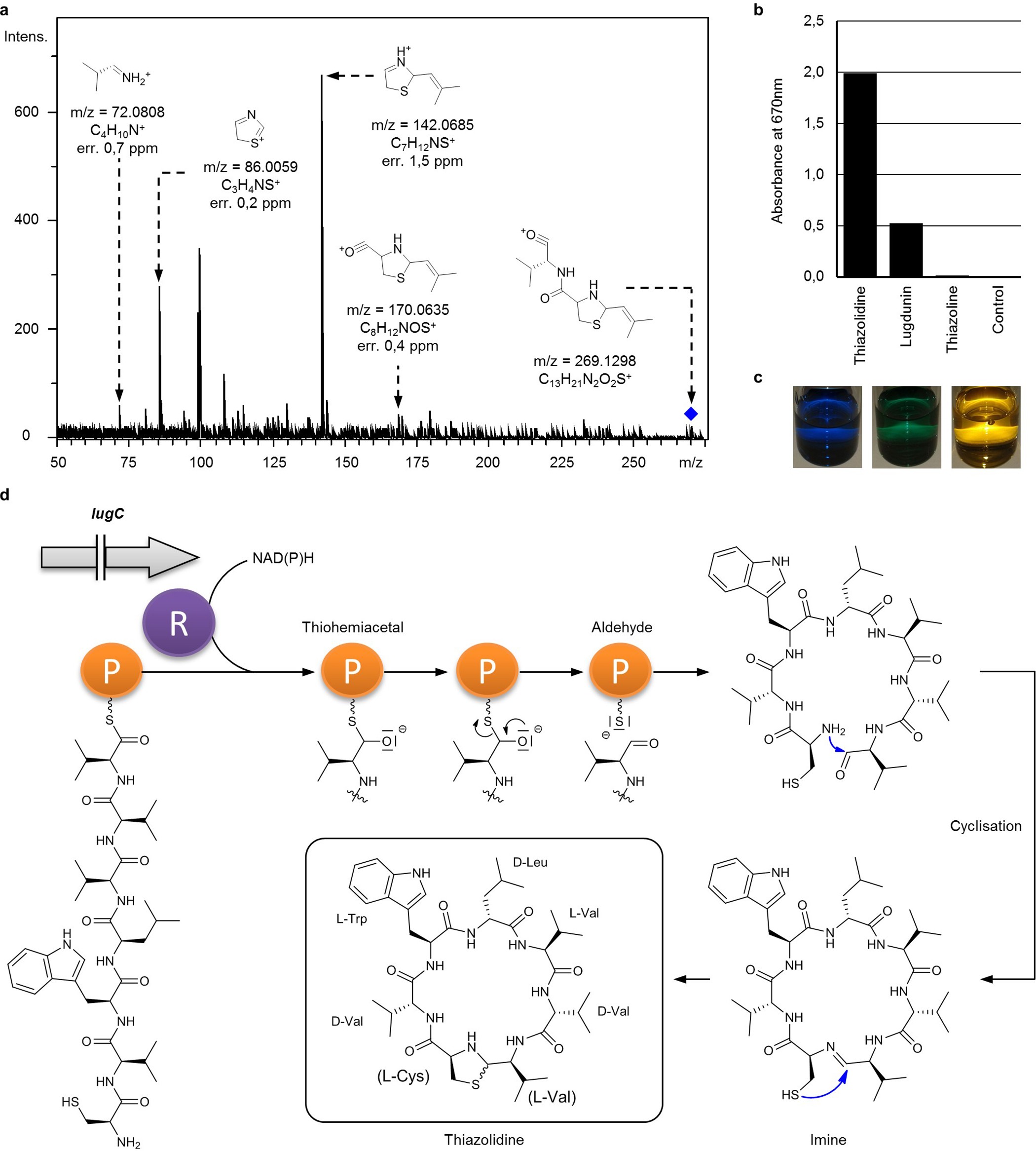 Extended Data Figure 4: The thiazolidine moiety of lugdunin and its formation by peptide cyclisation.