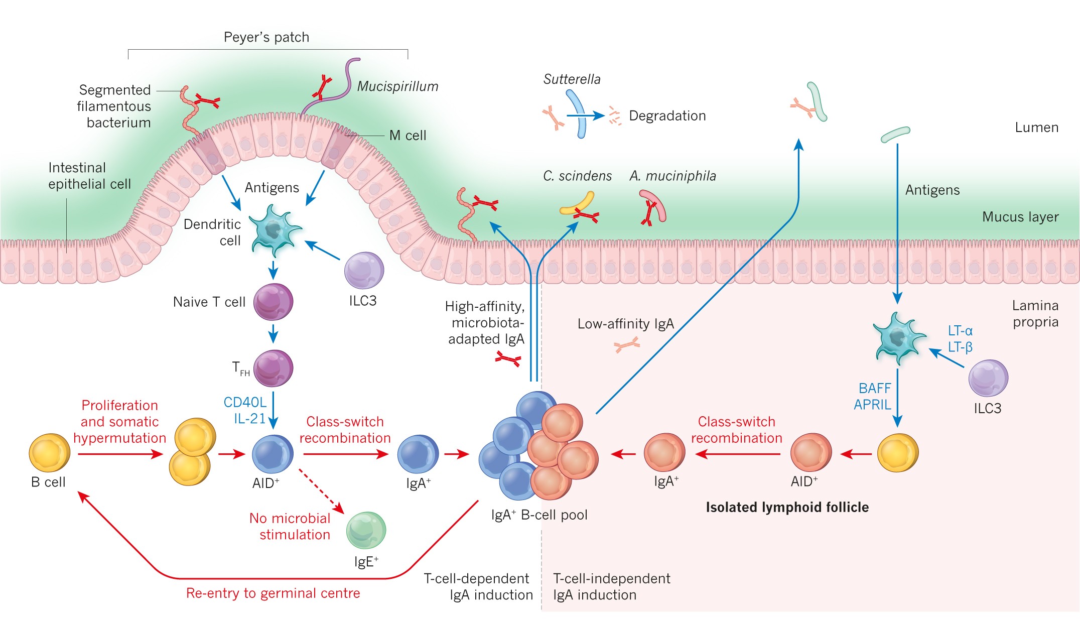 The microbiota in adaptive immune homeostasis and disease | Nature