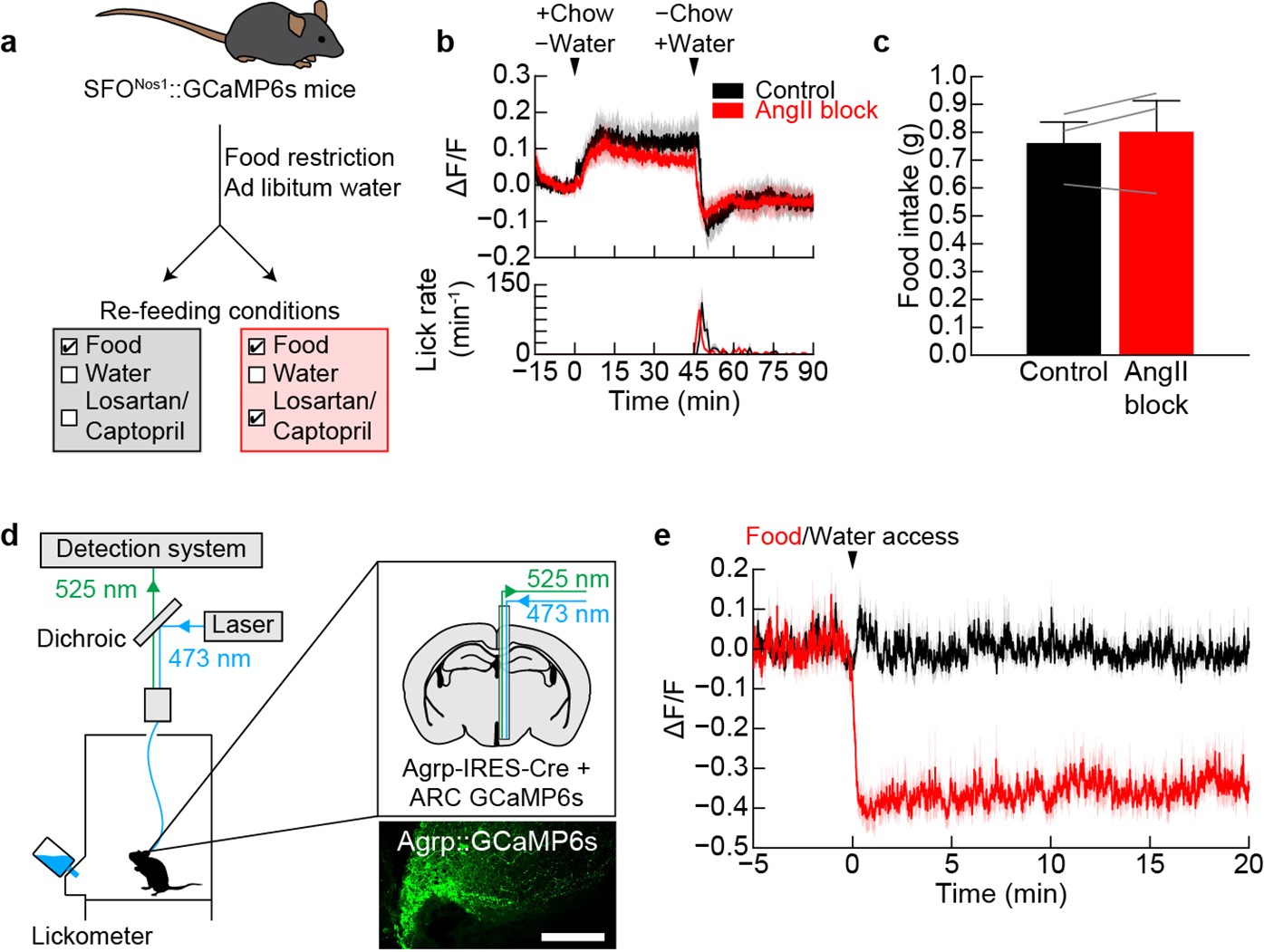 Extended Data Figure 6: Activation of SFONos1 neurons during eating does not require angiotensin signalling.