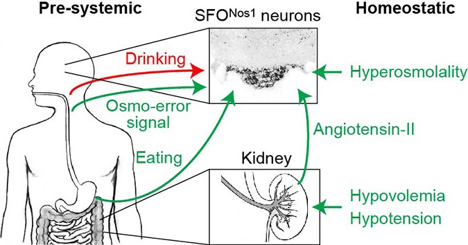 Extended Data Figure 9: Schematic for convergence of anticipatory and homeostatic signals at SFONos1 thirst neurons.