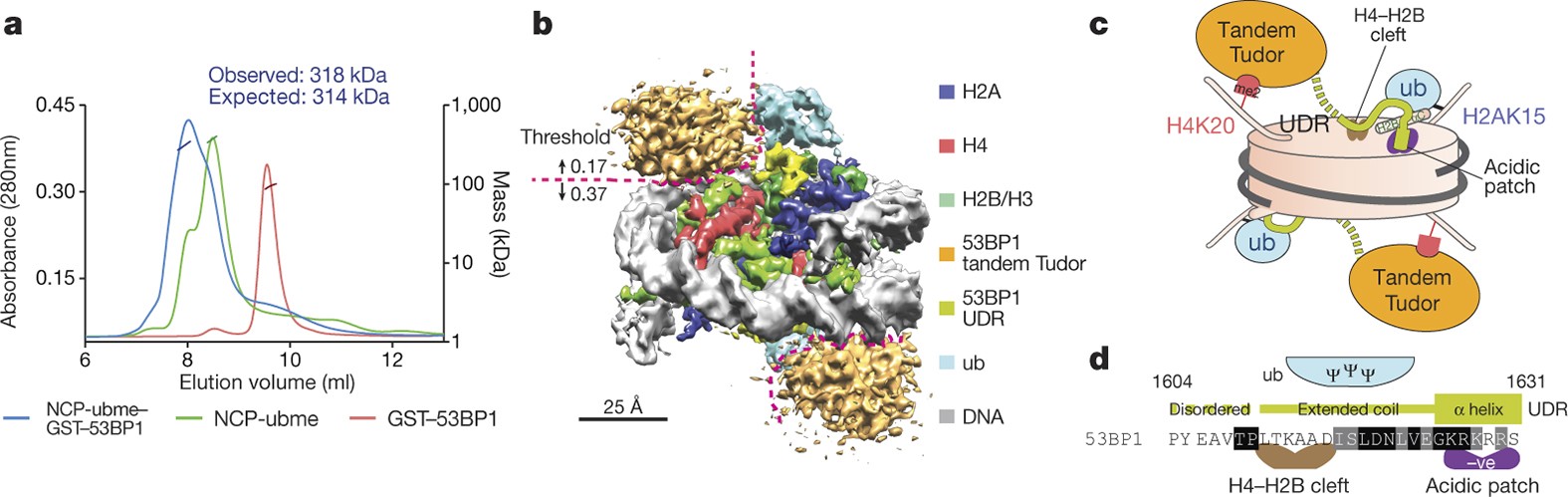 The structural basis of modified nucleosome recognition by 53BP1 ...