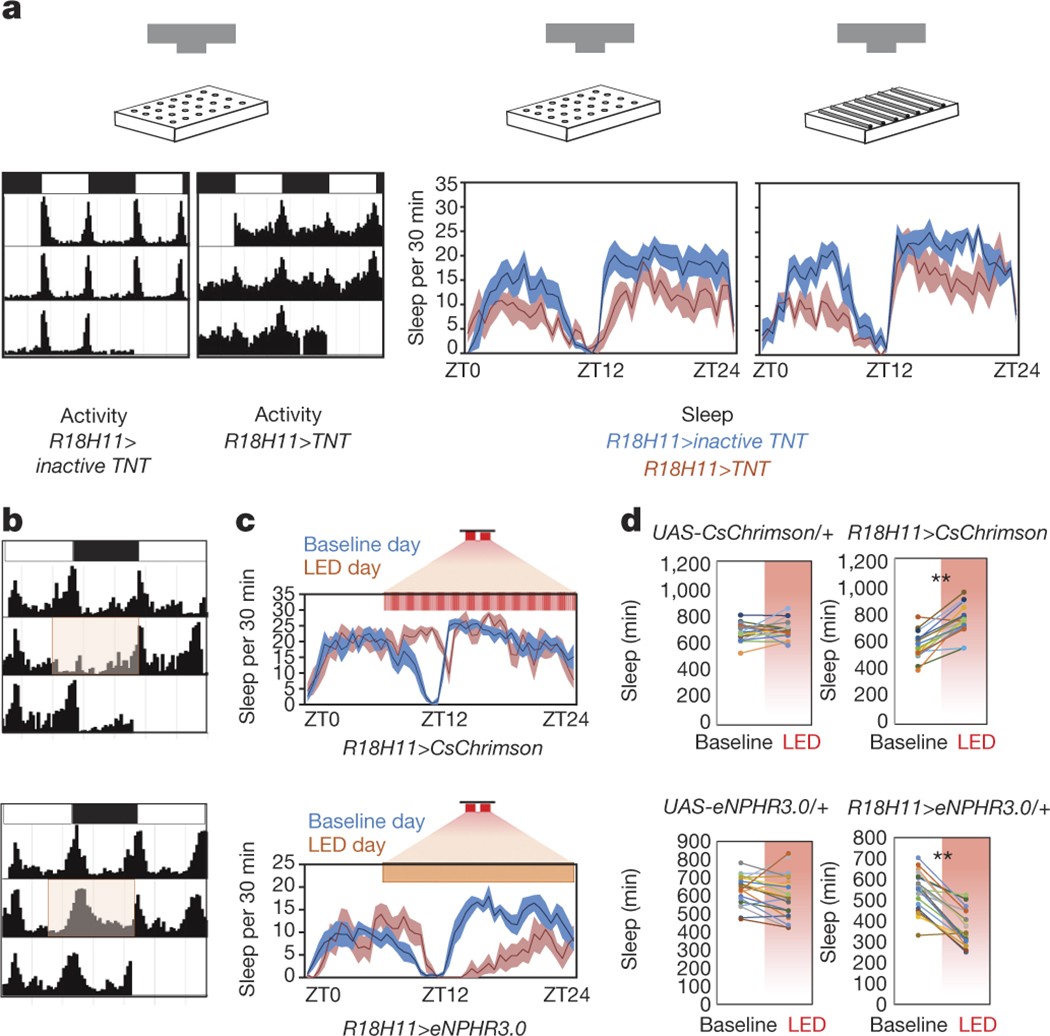 Circadian Neuron Feedback Controls The Drosophila Sleep Activity