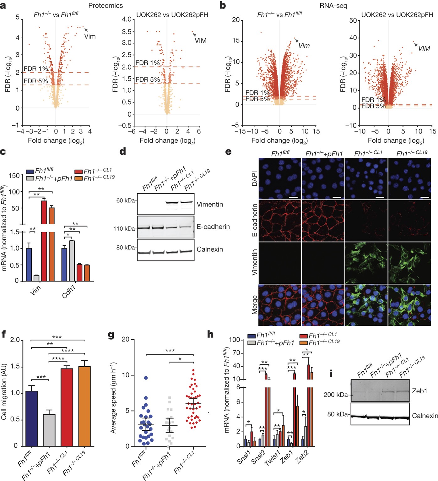 giày new balance 2016
