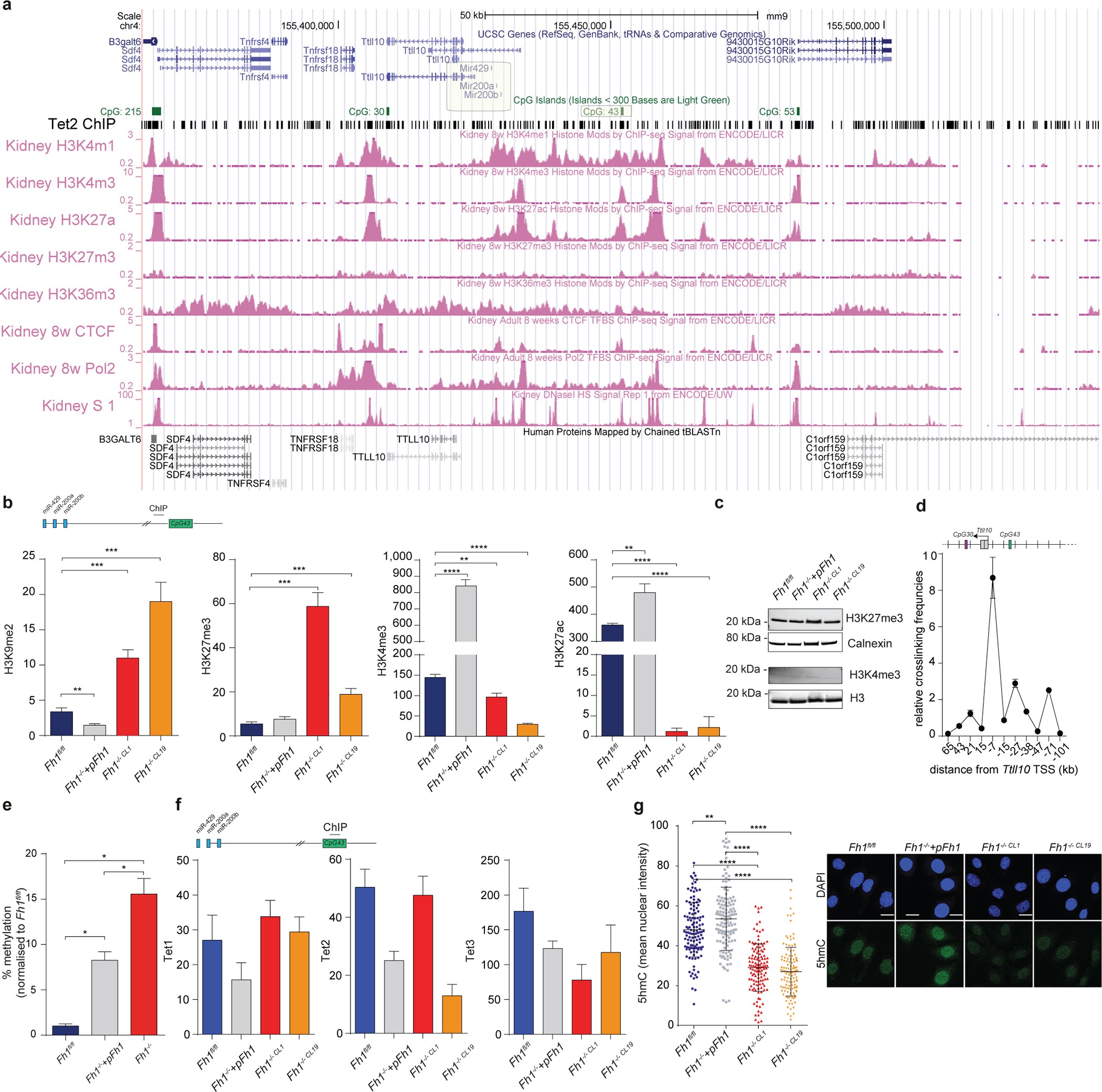 Extended Data Figure 7: Characterization of the regulatory CpG island CpG43.
